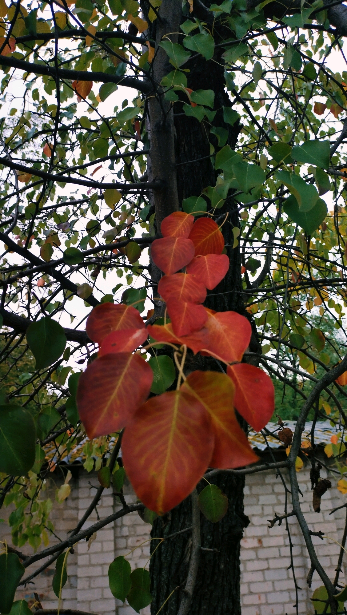 A close-up shot shows a tree with dark bark and branches covered in leaves. Some leaves are vibrant green, while others have turned shades of red and orange, indicating autumn. A cluster of red and orange leaves are prominently featured in the foreground, cascading down from a branch. In the background, a brick wall is visible, suggesting an urban or suburban setting. The sky above is overcast. This scene is located in Horishni Plavni, Ukraine.