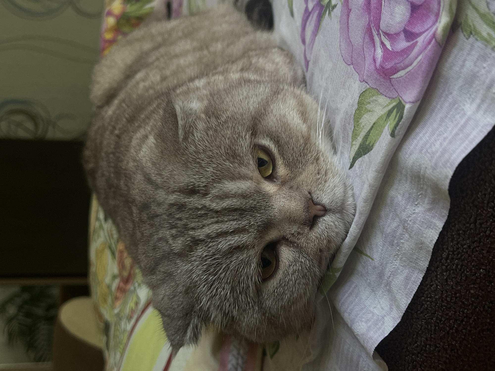 A Scottish Fold cat with grey tabby fur is resting on a bed with floral-patterned sheets. The cat is lying on its stomach, with its head resting on the edge of the bed. Its eyes are partially closed, and its expression appears sleepy or contemplative. The background is out of focus, but appears to be a room with a wall decorated with a light green patterned wallpaper. There is no visible indication of the cat's location in Chaikovsky, Russia.