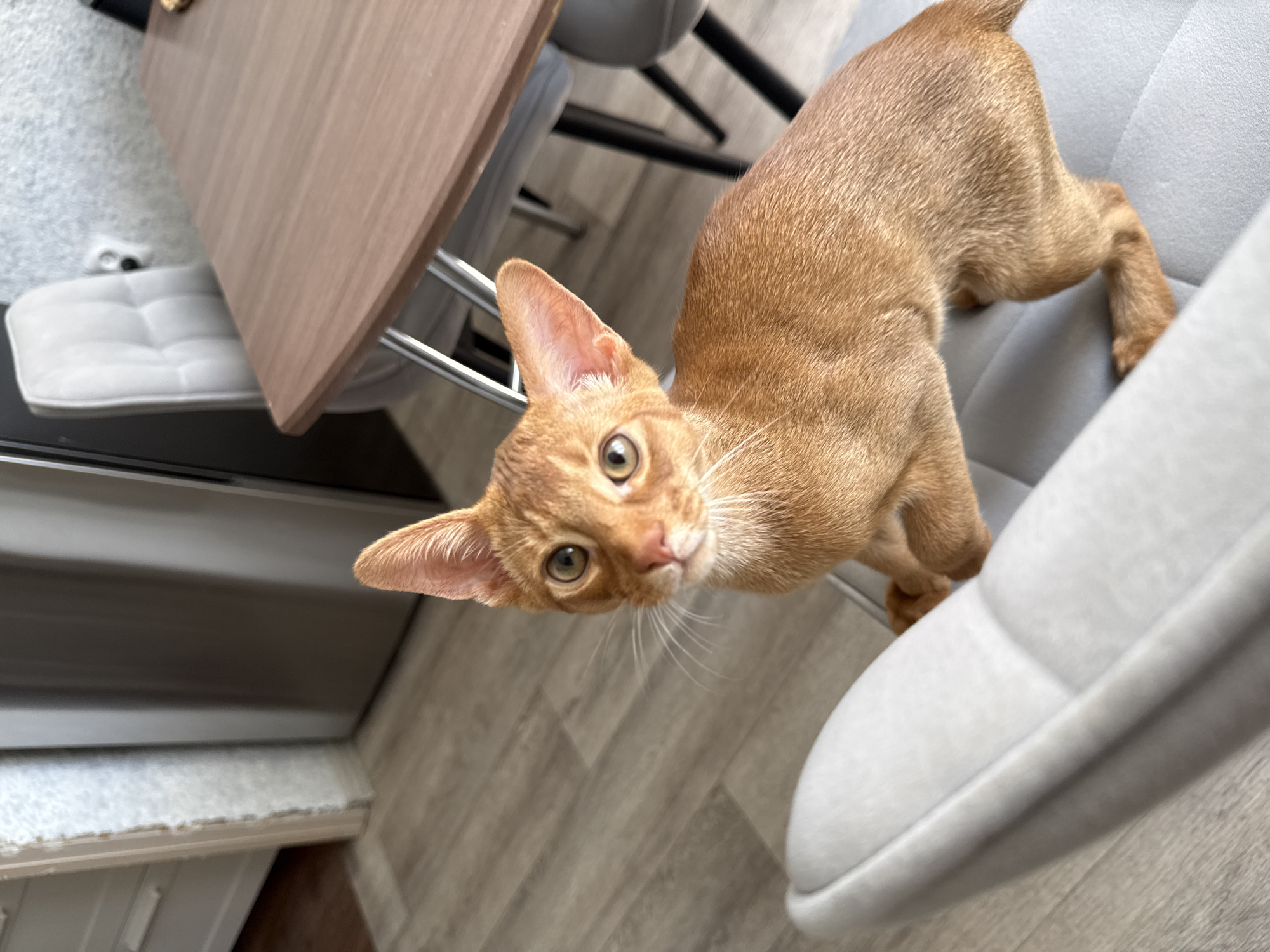 An Abyssinian kitten with orange-brown fur and large ears is perched on a light gray upholstered chair. The kitten is looking directly at the camera with wide, curious eyes. Its front paws are resting on the chair's seat. In the background, a wooden dining table with metal legs is visible, along with chairs. The floor appears to be laminate or wood flooring. To the left, part of a stainless steel refrigerator and a doorway leading to another room are visible. The scene suggests an indoor residential setting, likely a dining area or kitchen, within a city like Stary Oskol, Russia.
