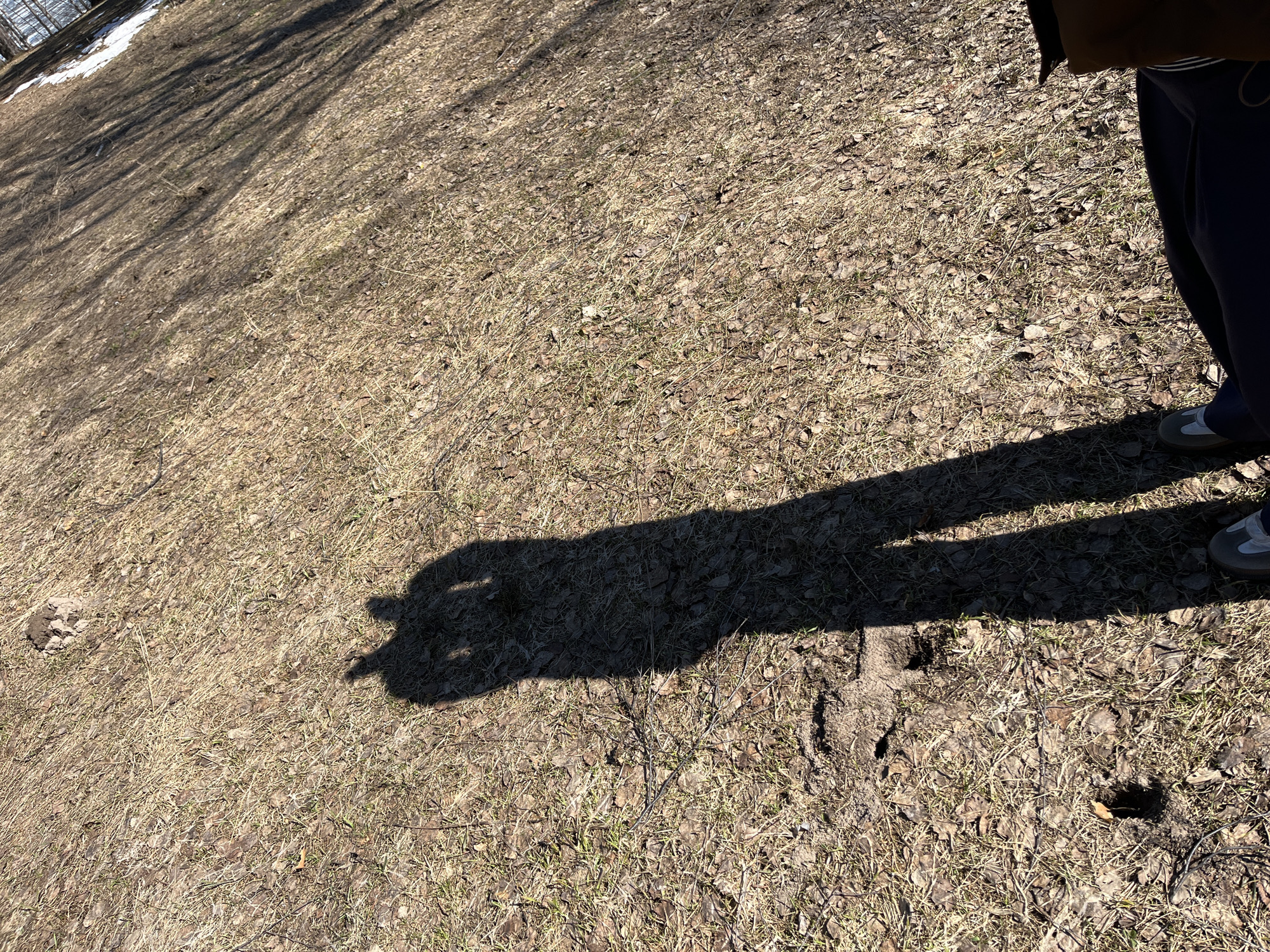 The image shows a patch of dry grass and fallen leaves, possibly in early spring, in a park or similar outdoor area. Patches of snow are visible in the upper left corner. A person wearing dark pants and shoes stands on the right, casting a shadow on the ground. The shadow seems to indicate the person is holding something up or gesturing with their hand, perhaps holding a phone to take the picture. The location is likely in Chaikovsky, Russia.