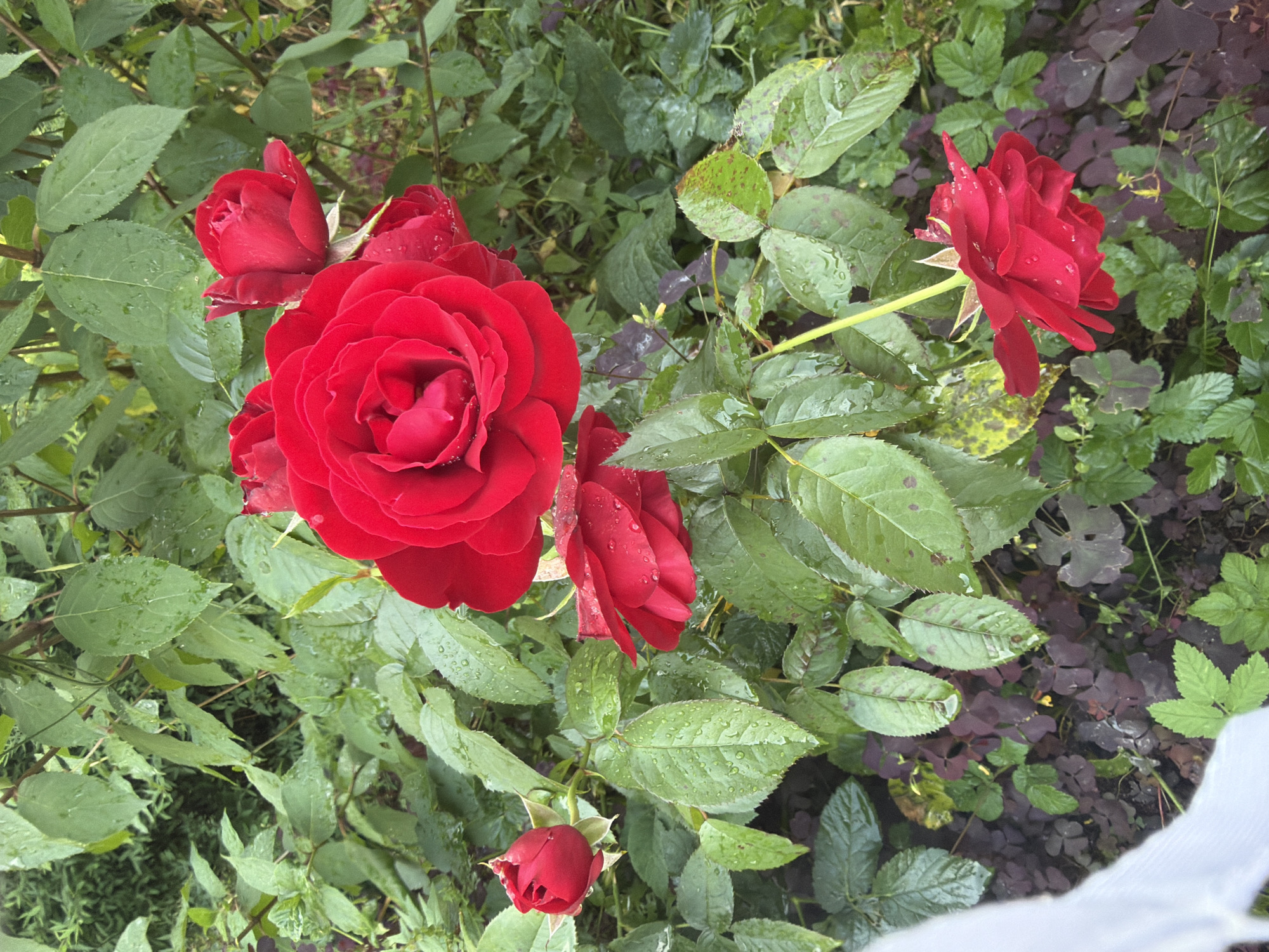 The image shows a cluster of vibrant red roses in bloom, nestled amongst lush green foliage. The leaves are glistening with raindrops, suggesting recent rainfall. The roses are of varying stages of bloom, with some fully opened and others still in bud. In the foreground, a portion of a white, textured material, possibly a net or fabric, is visible on the left side. The background is a dense arrangement of green leaves and some darker, purplish foliage closer to the ground. The scene depicts a garden or a park area. The location is identified as Vyazy, Russia.