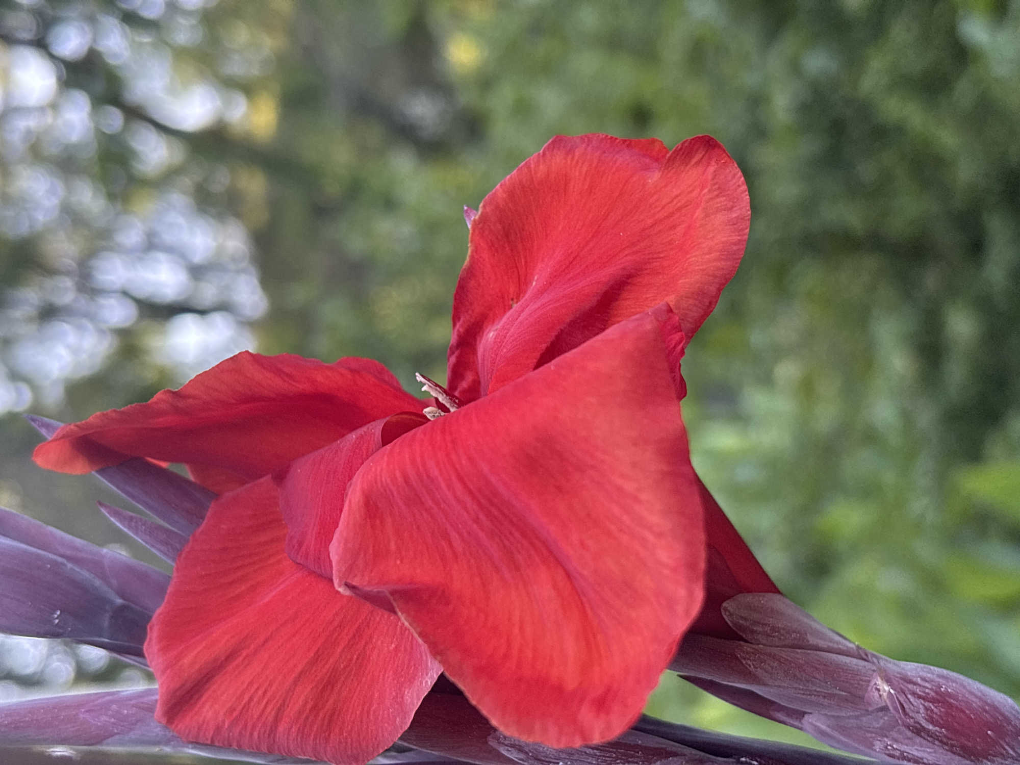 A close-up, vertical, eye-level shot focuses on a vibrant red Canna Lily flower with dark purple buds and stem. The petals are unfurled and detailed, showcasing their delicate texture and veins, with some petals curving inwards and outwards. The background is a soft, out-of-focus blend of green foliage and dappled sunlight, creating a bokeh effect. The image was taken in the city of Sochi, Russia. There are no people or visible actions in the scene.