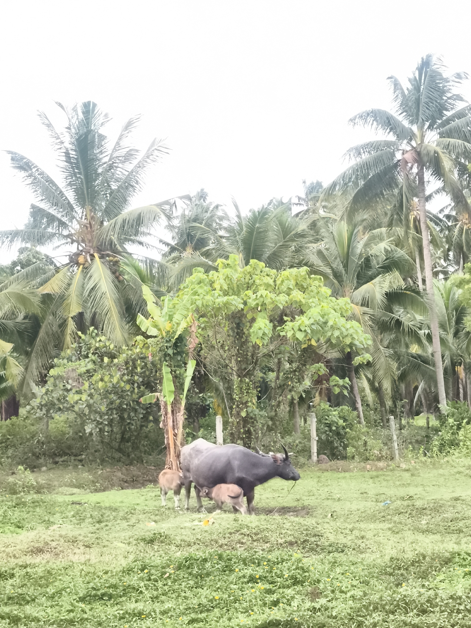 The image depicts a landscape scene in Baan Mae Nam, Thailand, featuring a water buffalo with two calves grazing in a grassy field. Coconut palm trees and other lush vegetation form a backdrop to the scene. The sky is overcast. A banana tree is near the animals. A fence is visible behind the animals.