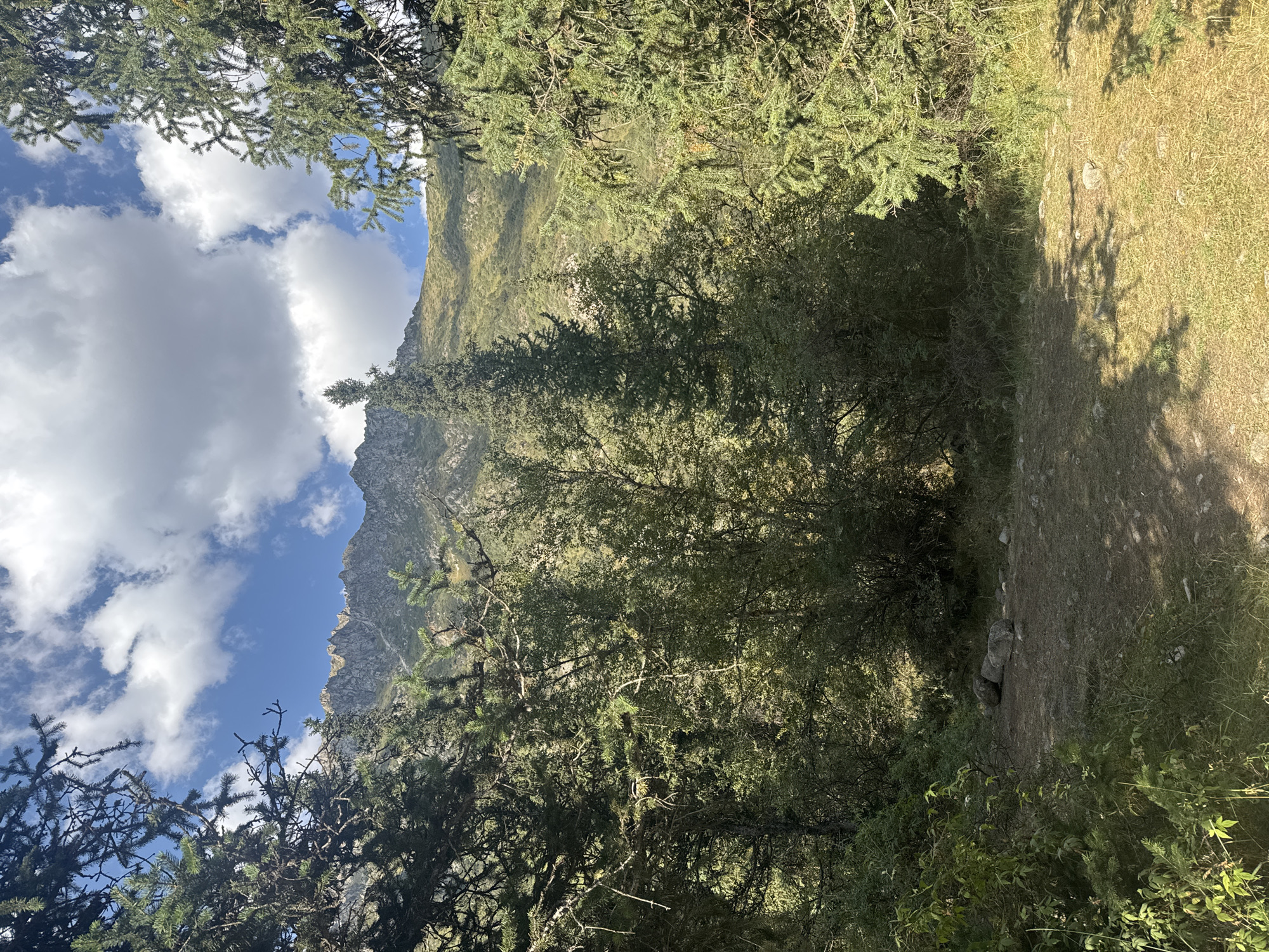 This image shows a natural mountain landscape, likely in a remote area given the presence of dense coniferous and deciduous trees framing a path that leads towards a rugged, rocky mountain range. The sky is partly cloudy with patches of blue. In the foreground, the path is dirt and sparsely covered with dry grass and a few scattered rocks. Three larger, grey stones are arranged near the center of the path, possibly as a natural seating area or marker. The trees are lush and green, with a mix of evergreen fir trees and lighter green deciduous trees. The mountain slopes in the background are covered in green vegetation and rocky outcrops, suggesting a high-altitude environment. The lighting indicates it is daytime, with shadows cast by the trees on the path and ground.