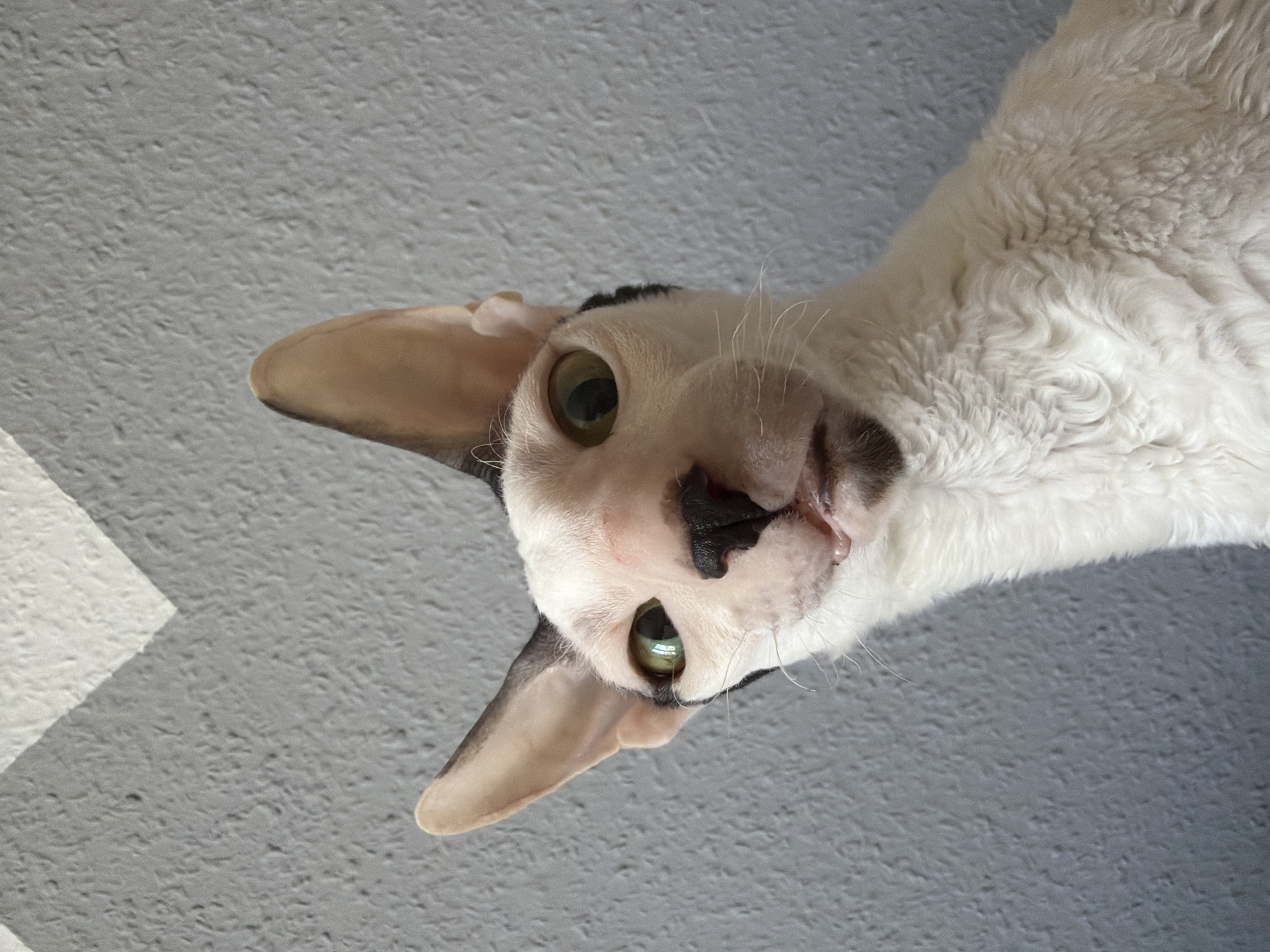 A close-up, head-and-shoulders shot captures a Cornish Rex cat with striking green eyes and a wrinkled, white coat. The cat's ears are large and pointed, and its face is predominantly white with black markings around the ears and eyes, as well as a black nose and chin. The cat's mouth is slightly open, revealing a hint of its tongue and teeth. The background is a textured gray wall with a geometric pattern of white and gray stripes. The image was taken in Yekaterinburg, Russia.