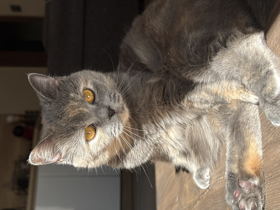 The image displays a dilute calico short-haired cat with prominent amber eyes, situated indoors in Sofia, Bulgaria. The cat's fur exhibits a pattern of grey and light orange patches. It is positioned on a light brown wooden floor, partially reclined, with its visible front paw showing distinct pink paw pads. The cat is looking directly forward. Strong natural light illuminates the subject from the front-left, creating highlights on its fur and eyes. The background is out of focus, revealing a light-colored furniture piece to the left and a dark, shadowed area, indicative of a domestic interior, to the right.