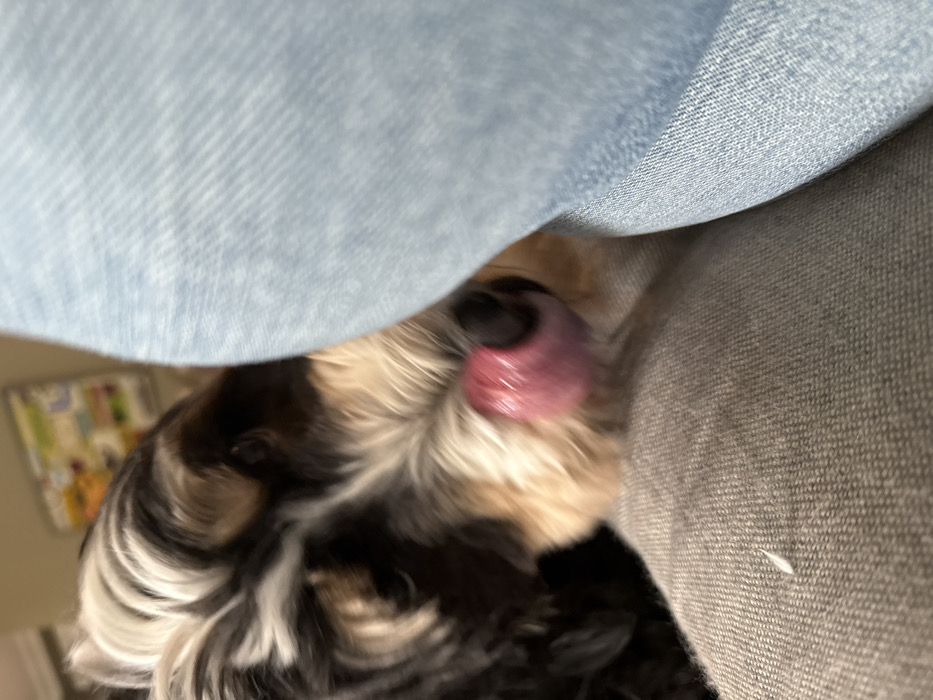 The image depicts a close-up, indoor scene in Princeton, United States, focusing on a dog interacting with a person. A tri-color dog, predominantly black with white and tan markings on its face and chest, occupies the left side of the frame. Its pink tongue is extended, visible against its black nose, directed towards the right. The dog's eye is partially visible but blurred. The right half of the image is dominated by light blue denim fabric, consistent with jeans, which appears to be the target of the dog's licking action. Below the dog's head, a gray, woven fabric surface is visible, likely representing another piece of clothing or upholstery. The background is blurred, showing light-colored walls and a hint of a framed object or artwork.