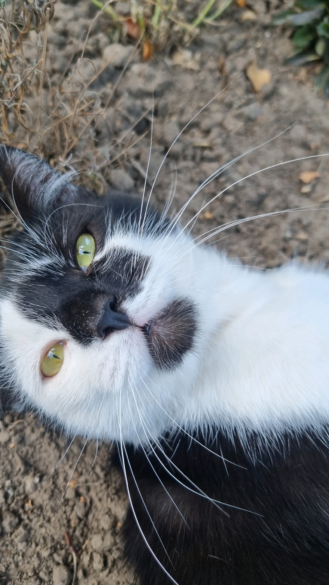 A black and white cat with green eyes is lying on its back on the ground. The cat's fur is fluffy and its whiskers are long and white. The background is blurred, but it appears to be an outdoor environment with dirt and dry grass. There is no indication of the location being in the city of Smila, Ukraine.