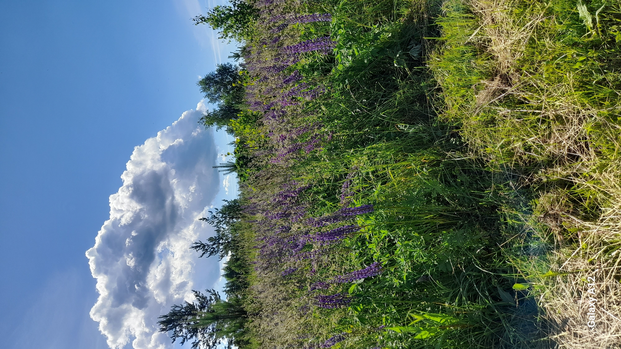 The image depicts a natural landscape, likely in the Markovsky district of Russia, under a bright blue sky with a large, white cumulus cloud. The foreground is dominated by a dense field of green grass and tall, purple lupine flowers, with some dried grass and straw scattered on the ground. In the background, a line of trees, including pine and deciduous varieties, forms a natural boundary. The scene is peaceful and serene, capturing a moment of natural beauty. No people or animals are visible.