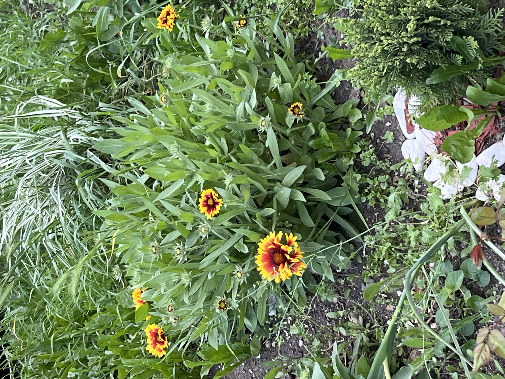 The image shows a garden or landscaped area in Unknown, Unknown. The primary plants in focus are Gaillardia flowers, displaying red and yellow petals, surrounded by their green foliage. Other plants visible include a thin, grass-like plant with white variegation and a compact, coniferous shrub. The ground is covered with soil, smaller weeds, and some fallen white flower petals.