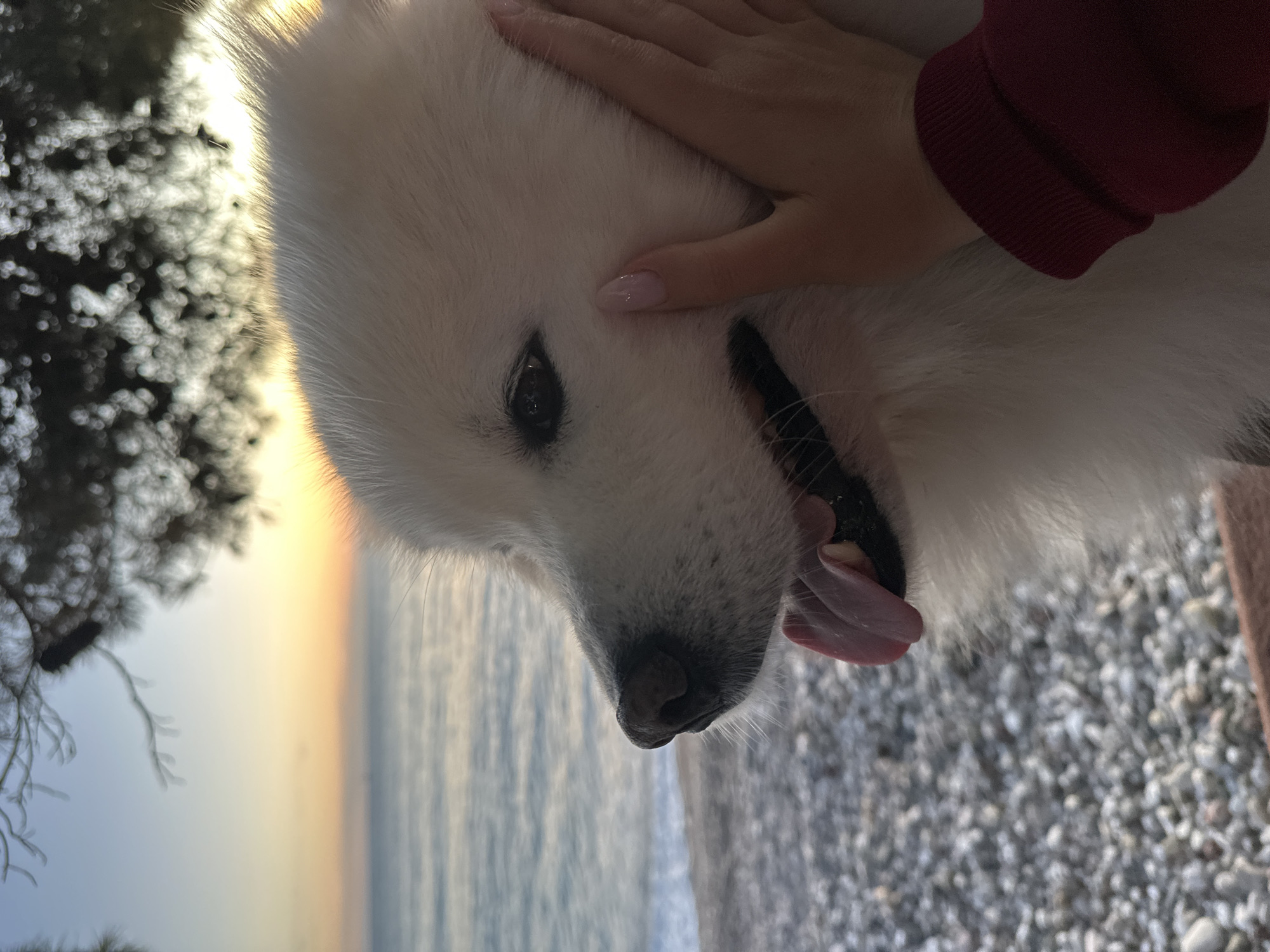 The image depicts a close-up, slightly rotated view of a white Samoyed dog being petted by a person. The dog's head is prominent, with its tongue slightly protruding. A hand with light-colored nails is resting on the dog's head. The person wearing a maroon sweater is located on the right-hand side of the dog.
In the background, out of focus, is a landscape consisting of a beach, water, and what appears to be the sky during sunrise or sunset, with hues of yellow and orange. A dark, blurry mass, possibly foliage, is visible on the left side of the image. The ground consists of small gray rocks. This scene appears to be in Šušanj, Montenegro, based on the geographical features of the coastline and the rocky beach.