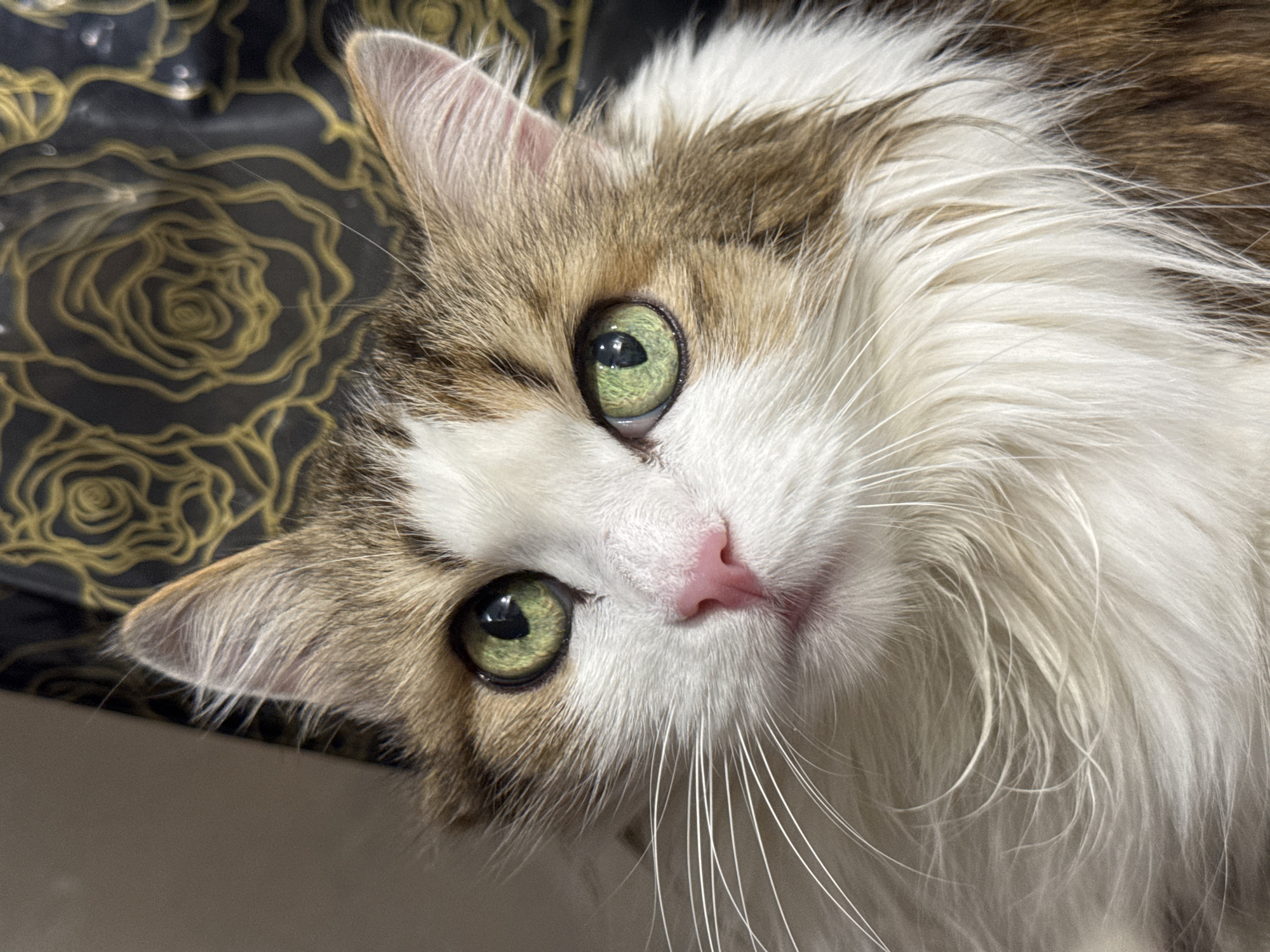 A close-up, high-angle photograph shows a long-haired cat with green eyes, a pink nose, and white whiskers. The cat's fur is primarily white with patches of brown and tan. The background is a black fabric with a gold floral pattern. The location and specific city are unknown.