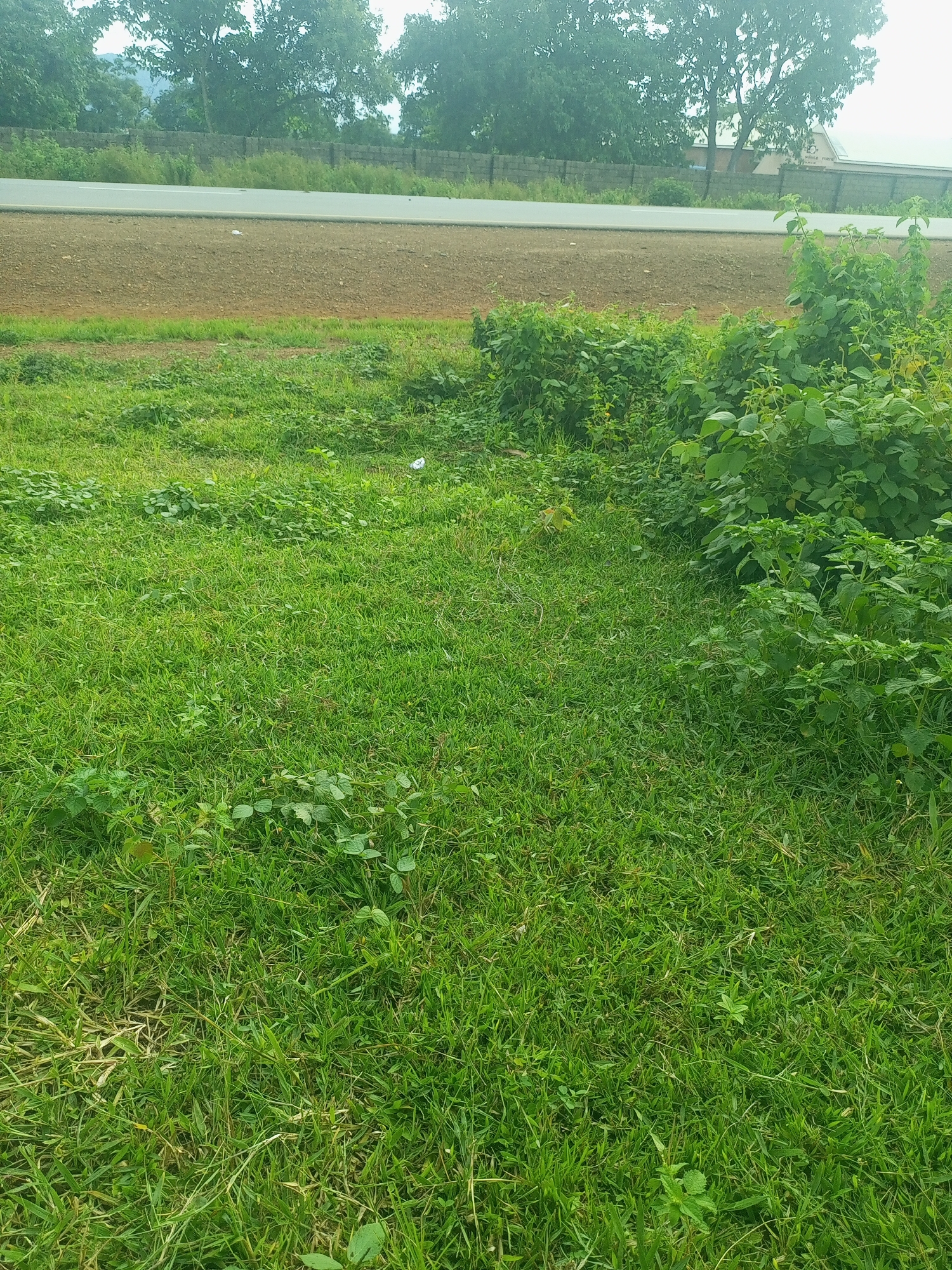 The image depicts a roadside verge with lush green grass and overgrown vegetation. In the background, a paved road with a white line marking runs horizontally. Beyond the road, a light-colored strip of land is visible, followed by a low brick wall and trees. The sky is overcast with a grayish hue. Scattered small white objects are present in the grass, possibly litter. The scene suggests an outdoor environment in a rural or semi-urban setting. This location is identified as being in the city of Takum, Nigeria.