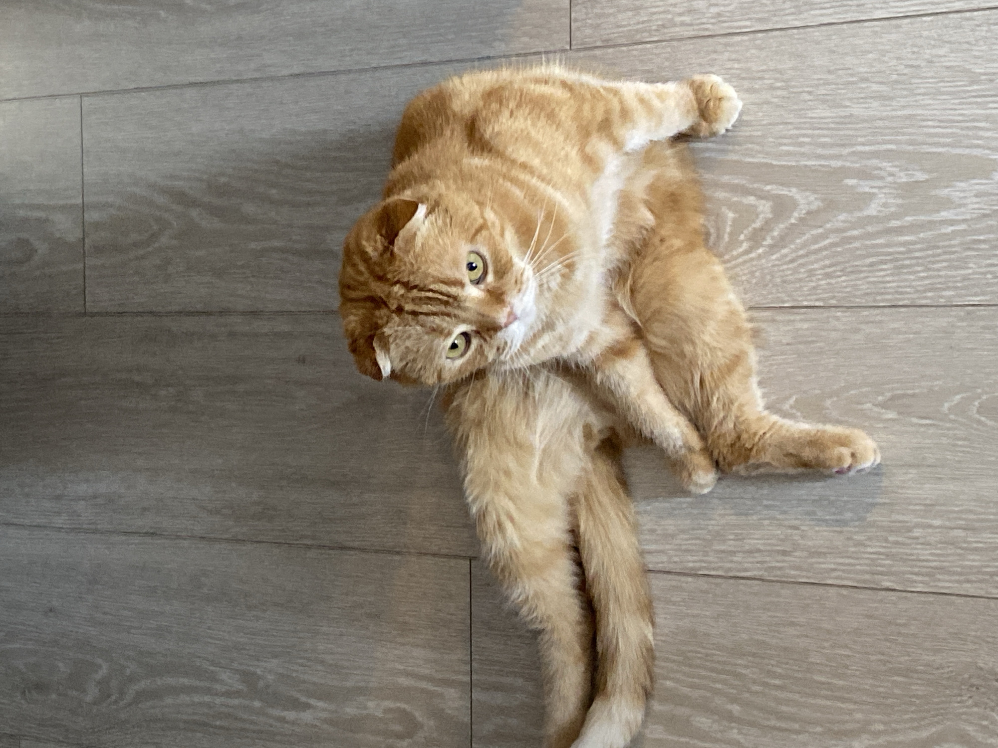 A medium-shot shows an orange, long-haired cat lying on a wooden floor. The cat is facing upwards and to the right, with its head tilted back towards the viewer. The cat has a striped coat. The cat's front paws are tucked under its body, and its rear legs are extended. The background of the image is a light brown wooden floor with planking. There is no evidence to suggest the location of the image is in Tyumen, Russia.