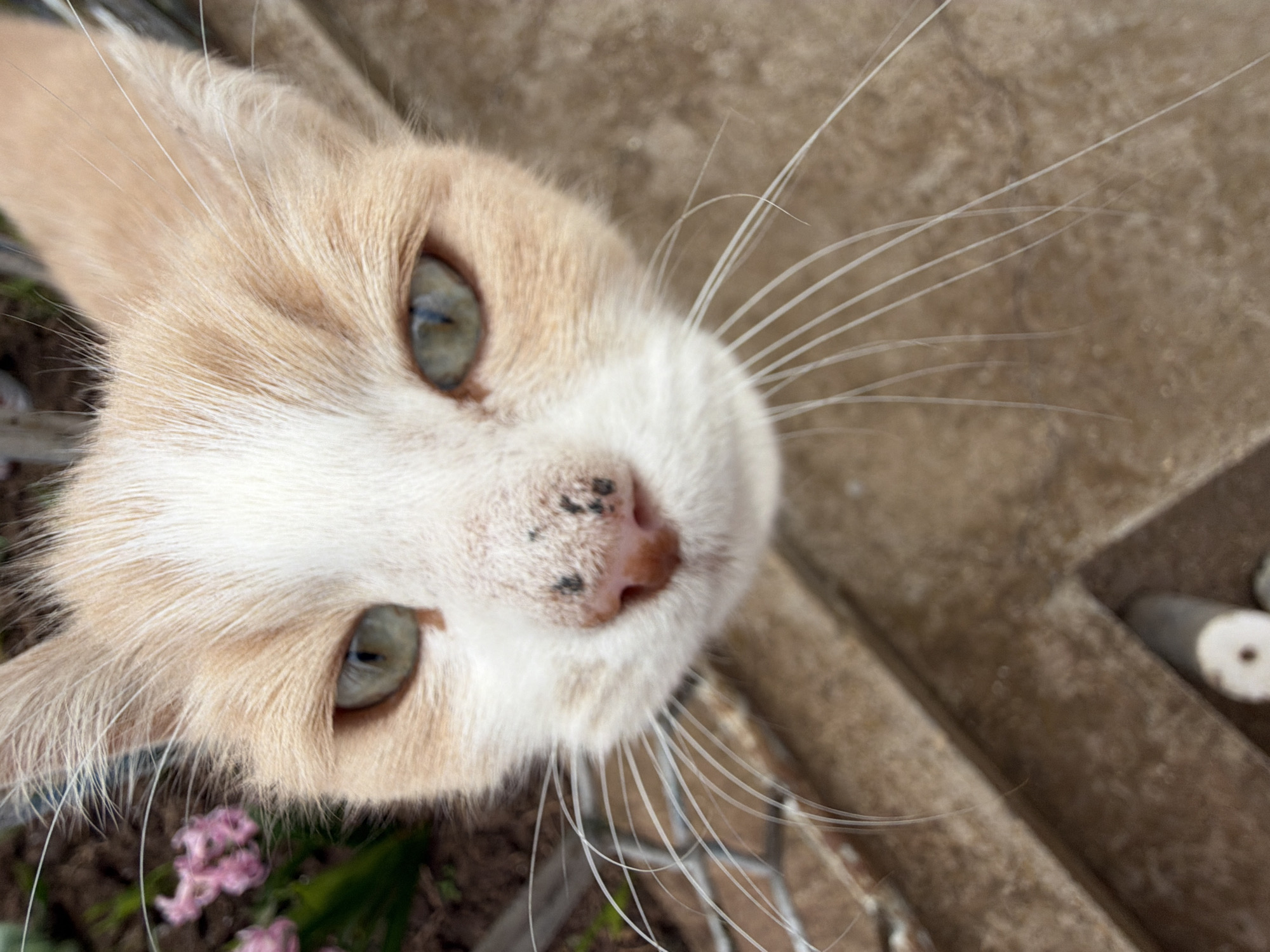 A close-up, slightly angled shot of a light orange and white cat's face. The cat has green eyes, a pink nose with black spots, and long white whiskers. The background consists of a concrete surface and glimpses of green plants with pink flowers. The location of Buhovo, Bulgaria, is not evident from the visual information provided.