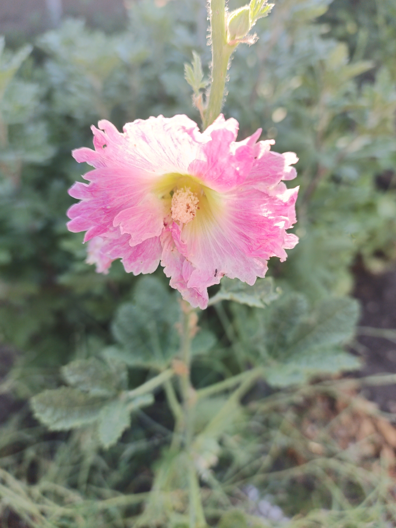 A close-up, eye-level shot focuses on a single pink hollyhock flower in bloom, centrally positioned against a blurred background of greenery. The flower, with its delicate, ruffled petals, is illuminated from behind by sunlight, creating a luminous effect and highlighting the veins within the petals. The center of the flower reveals yellow stamens and pistils. A small black ant is visible on the lower left petal. The stem of the flower, also slightly blurred, rises vertically. The environment appears to be an outdoor garden with soft, natural lighting. The image is likely taken in Marynivka, Ukraine, given the context.
