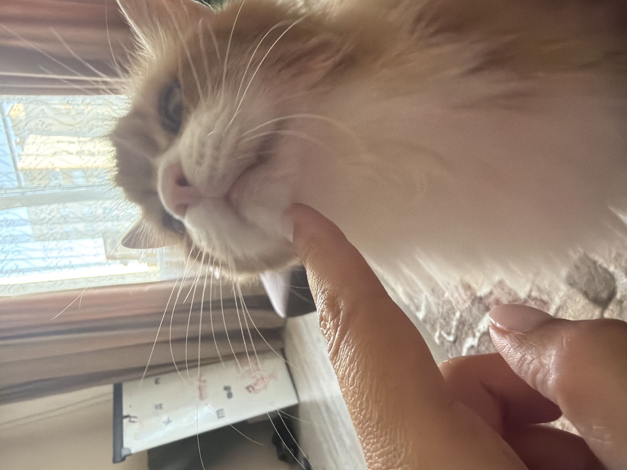The image shows a close-up of an orange and white cat's face being touched by a human finger. The cat appears to be looking up at the finger with its eyes partially closed, and its mouth is slightly open. The background is blurred, but suggests an indoor setting with curtains and a window. There is no indication of the location in the city of Aksay, Russia.