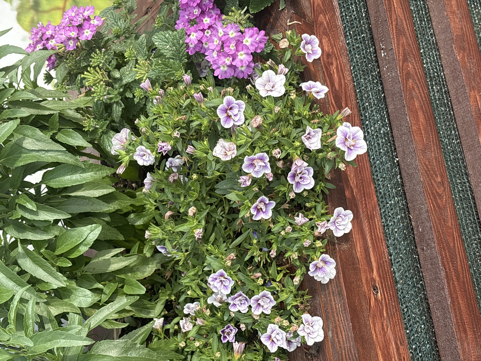 The image displays a close-up, high-angle view of a planter box filled with various flowering plants and greenery. The planter box itself is constructed of dark reddish-brown wooden planks, with a section of green mesh visible beneath the front edge.
The plants in the planter include:
* **Purple Verbena:** Clusters of small, bright purple flowers with white centers are visible towards the upper right of the planter.
* **White and Purple Petunias:** Numerous small, ruffled flowers with white petals and delicate purple veining are scattered throughout the mid and lower sections of the planter. Some are fully bloomed, while others are buds or partially opened.
* **Greenery:** Lush green foliage forms a dense backdrop for the flowers. Large, elongated green leaves are prominent in the upper left, while smaller, more textured green leaves are interspersed with the flowering plants.
The lighting suggests it is daytime, with some areas of light and shadow on the plants and wooden surface. There are no people or animals present in the image. The scene appears to be an outdoor decorative planting. The request to include the location in Ivanovo, Russia, cannot be fulfilled as there are no visual cues in the image to identify a specific geographical location.