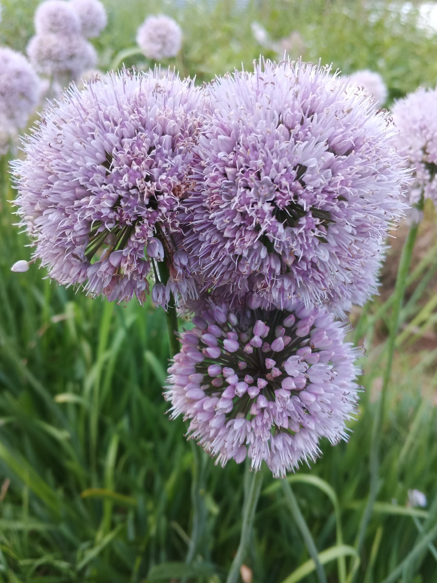 The image displays a close-up view of three spherical purple allium flowers with long, thin petals. The flowers are in varying stages of bloom, with the largest two in the foreground and a smaller one below and to the right. The background is softly blurred, showing green grass and other out-of-focus allium blossoms. The scene is outdoors, likely in a garden setting. There are no people or identifiable structures visible.