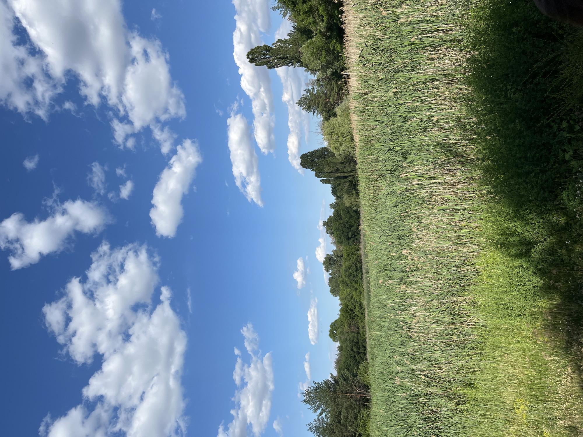 The image depicts a vibrant summer landscape in Shyroke, Ukraine. The scene is divided into two distinct halves: a brilliant blue sky dotted with fluffy white clouds on the left, and a lush green field stretching to the horizon on the right. The field appears to be filled with tall grasses or reeds, some of which have white seed heads, suggesting late spring or early summer. A dense line of trees forms a dark green border along the far edge of the field, creating a natural backdrop. The sunlight illuminates the scene, casting shadows and highlighting the textures of the grass. The overall impression is one of a peaceful, natural setting on a clear, sunny day. There are no people or man-made objects clearly visible, emphasizing the natural beauty of the location. The image evokes a sense of calm and the warmth of a summer afternoon.
