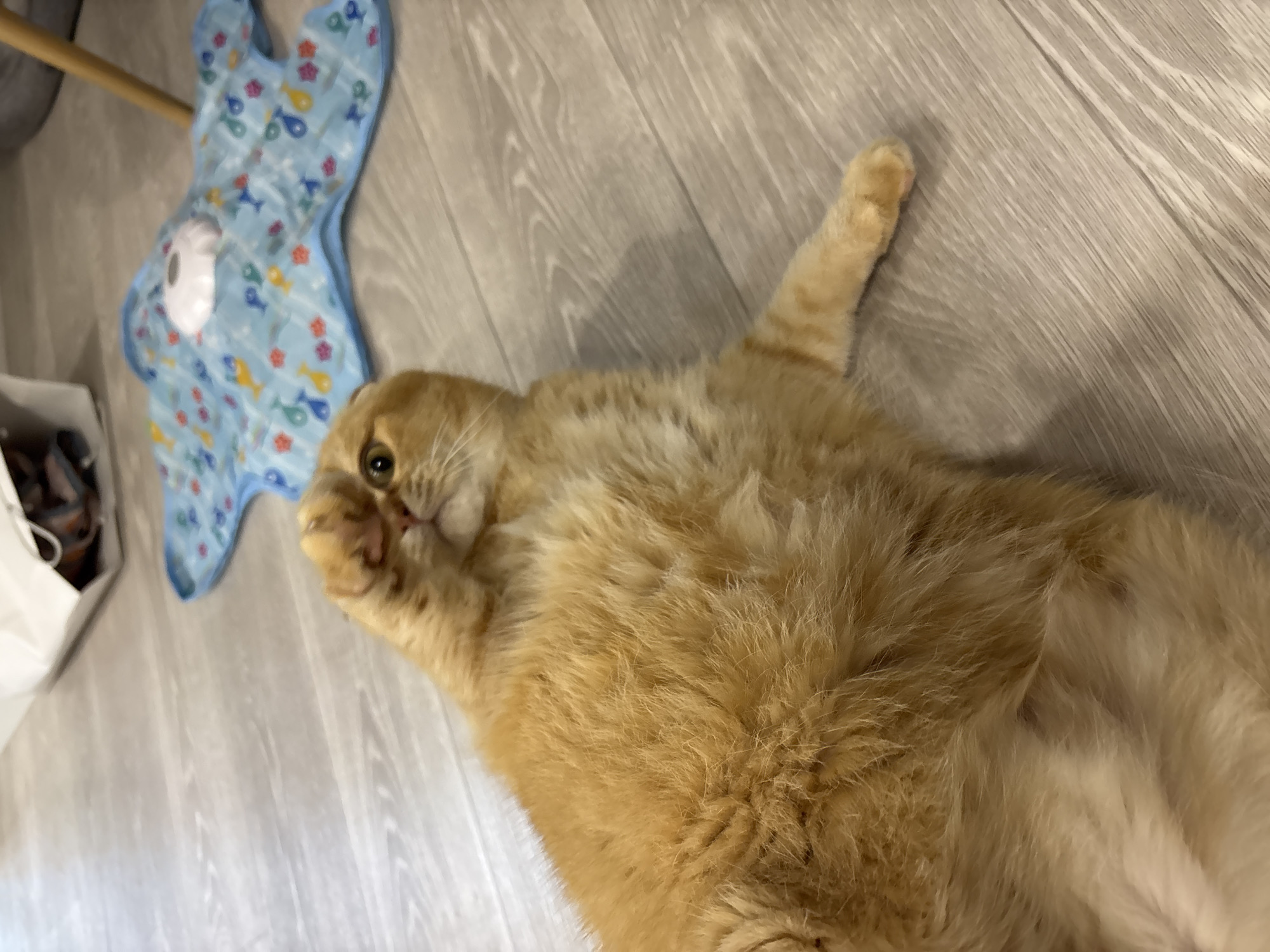 An orange tabby cat lies on its back on a light-colored wooden floor. Its paws are raised, and it appears to be playing or stretching. In the background, a blue star-shaped mat with a white circular object is visible, as well as a white paper bag. The lighting is soft, and the overall scene suggests a domestic setting.