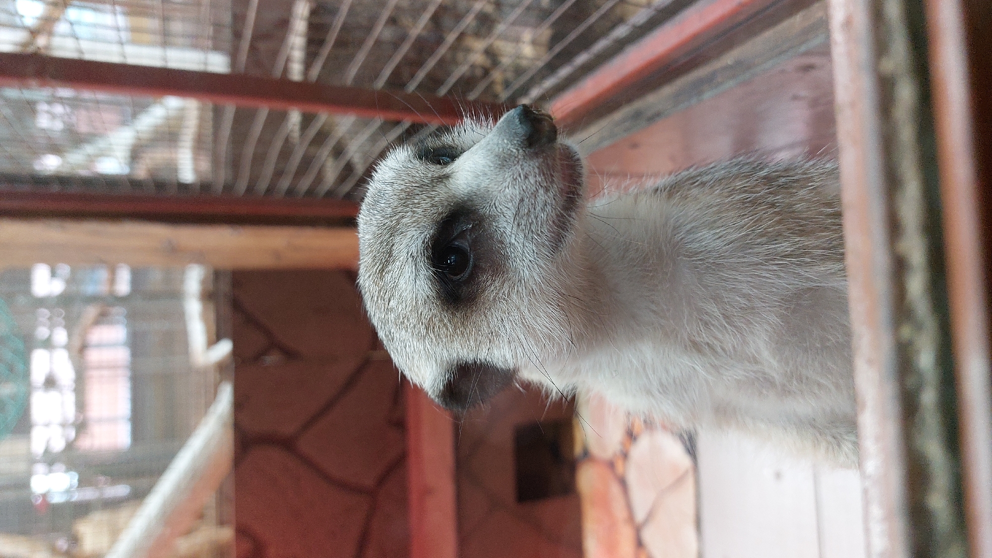 A meerkat is shown in profile, looking to the right. The meerkat has light brown and white fur, dark eyes with black markings around them, and dark ears. It is in an enclosure, with a wire cage visible on the right side of the image and some wooden and red structures in the background. The floor of the enclosure appears to be tiled or paved with a patterned surface. The foreground shows the edge of another enclosure, possibly made of wood or plastic. The lighting is dim. The image appears to have been taken at the Yelizovsky Zoo in Yelizovo, Russia, given the context of prior images.