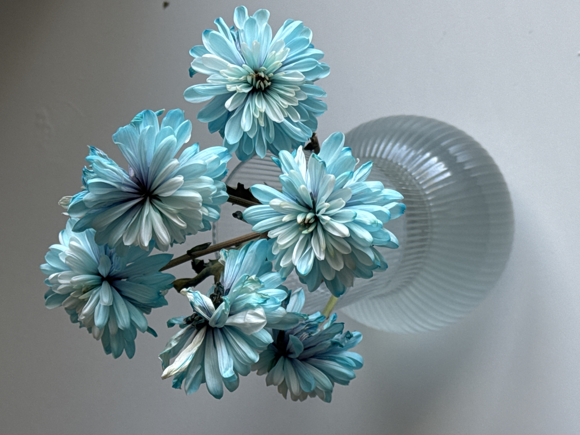 A still life composition features a bouquet of vibrantly dyed turquoise chrysanthemums arranged in a clear, fluted glass vase. The vase is placed on a plain, light-colored surface, likely a tabletop. The background is a neutral, light gray wall. The lighting is soft and diffused, creating gentle shadows. There are no people or animals present in the image. The setting does not provide any specific visual cues to pinpoint a location in Izhevsk, Russia.