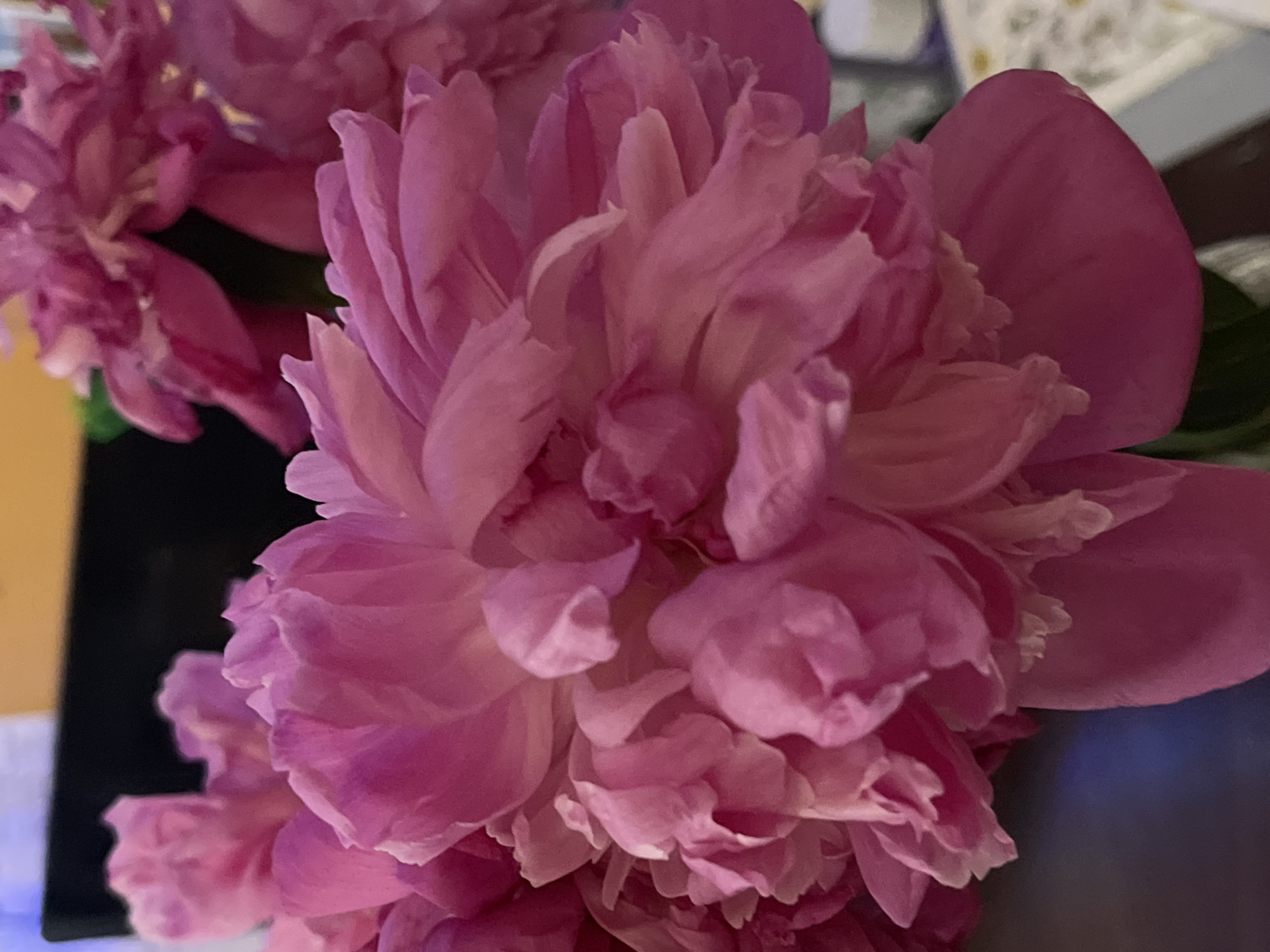 The image shows a close-up of several pink peonies. The flowers are in full bloom and have many ruffled petals. The background is blurred, but appears to be an indoor setting with some dark objects and a yellow surface. There is no indication of the city of Minsk, Belarus, or any specific location.