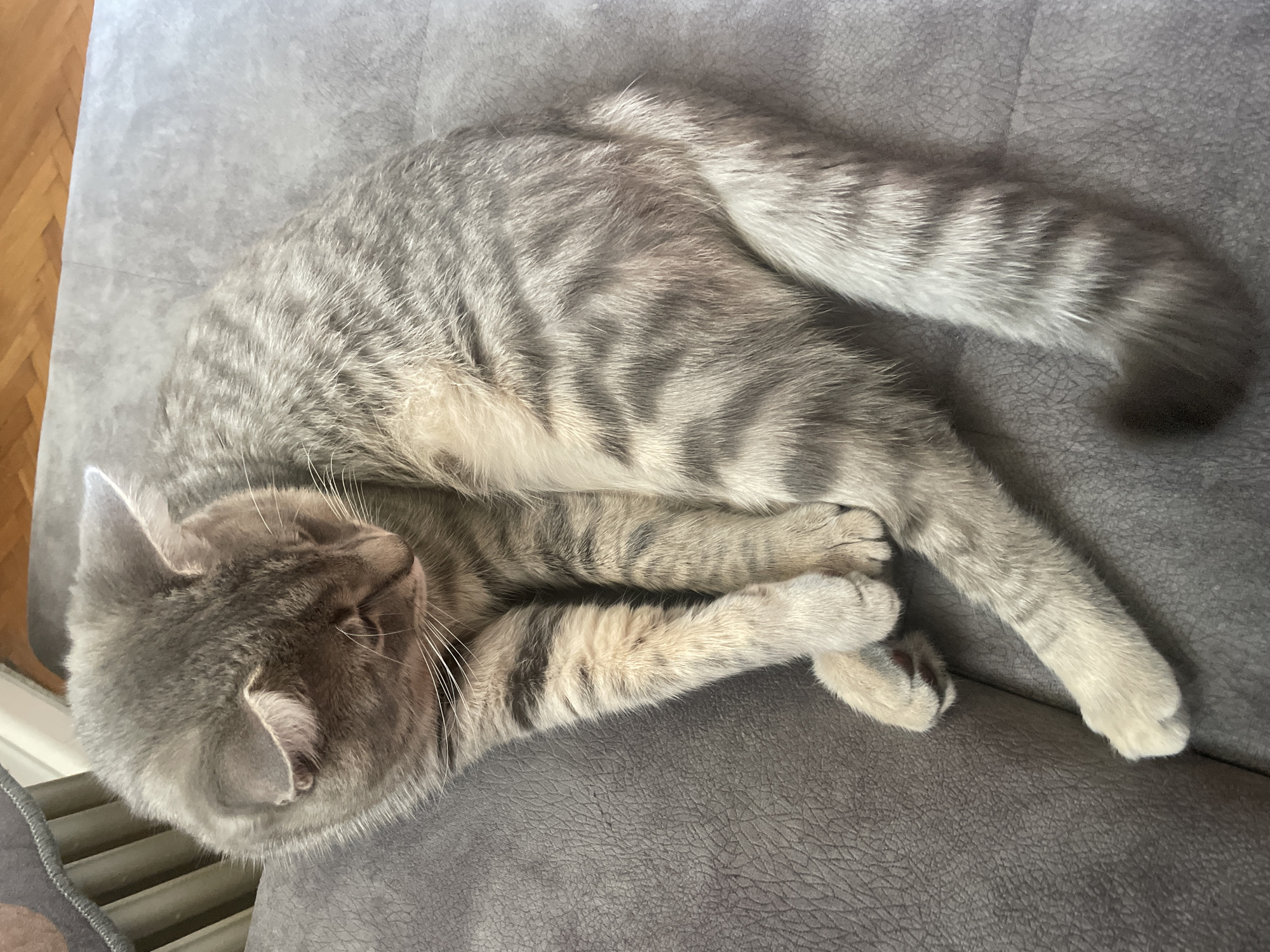 A grey tabby cat is captured sleeping or resting peacefully, curled up on a grey sofa. The cat has a distinctive coat of light and dark grey fur, featuring prominent tabby stripes across its back, legs, and a striped tail. Lighter, cream-colored fur is visible on its belly and paws. Its eyes are closed, and long white whiskers extend from its snout, indicating a state of deep relaxation or sleep.
The cat is positioned in a comfortable, C-shaped curl, dominating the central focus of the image. The sofa's fabric appears soft and textured, possibly suede or a similar material. To the left of the frame, a section of a light-colored wooden floor is visible, suggesting an indoor domestic setting. One of the provided cropped images also reveals a glimpse of a radiator or heating element near the cat's head, further confirming the interior environment.
The scene is illuminated by natural light, implying it is daytime. The soft lighting enhances the textures of both the cat's fur and the sofa, creating a serene and calm atmosphere. There is no visible text within the image. The location context for this tranquil scene is Novi Sad, Serbia.