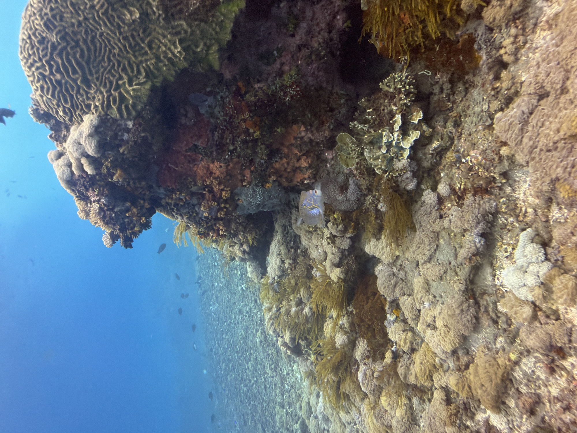 This underwater scene, likely taken in Nusa Penida, Indonesia, shows a vibrant coral reef. The reef structure is complex, featuring brain coral at the top left and a mix of hard and soft corals of various colors like brown, tan, and beige. There are some fish present in the blue water adjacent to the reef. A section of reef has some yellow algae or marine growth. The water's visibility is reasonably good.