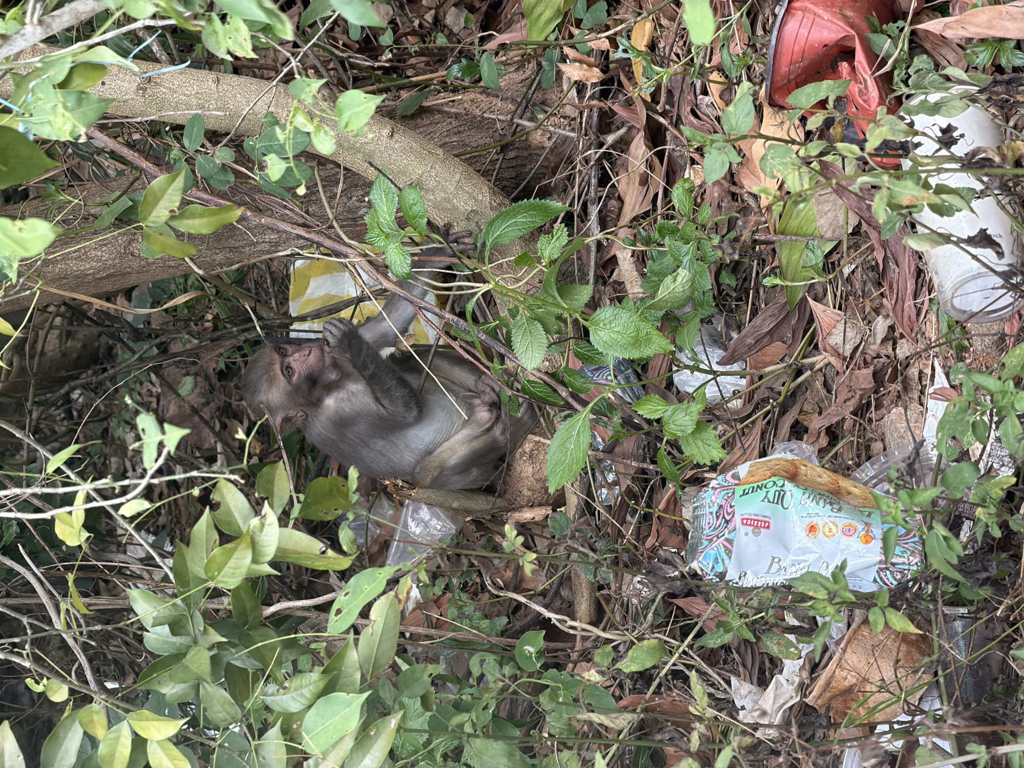 A macaque monkey is sitting amongst foliage and litter. The monkey is gray-brown with a lighter face and is holding a small, dark object to its mouth, appearing to eat it. The environment is overgrown with green leaves and branches, with a visible tree trunk behind the monkey. Scattered on the ground are various pieces of litter including a crumpled red plastic container, a torn plastic bag with colorful patterns, and other assorted debris. The scene appears to be an outdoor, semi-wild area within a city.