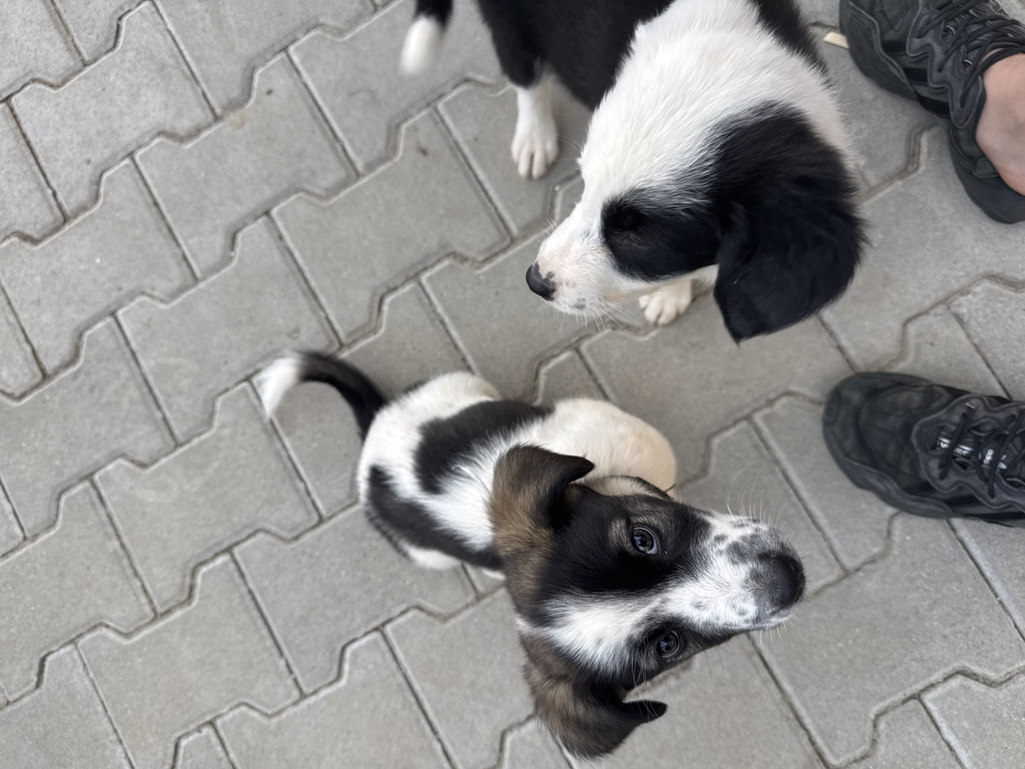 Two puppies are on a sidewalk made of gray interlocking pavers. The puppy on the left is looking up at the camera, with black and white markings on its face and body, and brown ears. The puppy on the right is facing away from the camera, with a black and white coat and its head turned to the side. The image also shows parts of two pairs of dark sneakers on the ground. The scene is consistent with a street in Sredets, Bulgaria.