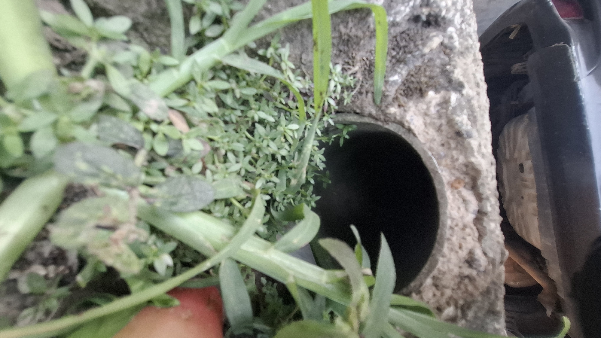 An outdoor, low-angle, close-up, eye-level shot shows a dark, round opening in a concrete pipe that is partially covered by lush green vegetation. The pipe opening is set into a rough, grey concrete structure. A portion of the undercarriage of a dark-colored vehicle is visible in the upper portion of the image, above the concrete structure and pipe. The scene is likely located near a roadside or drainage area in Cibinong Hilir, Indonesia.