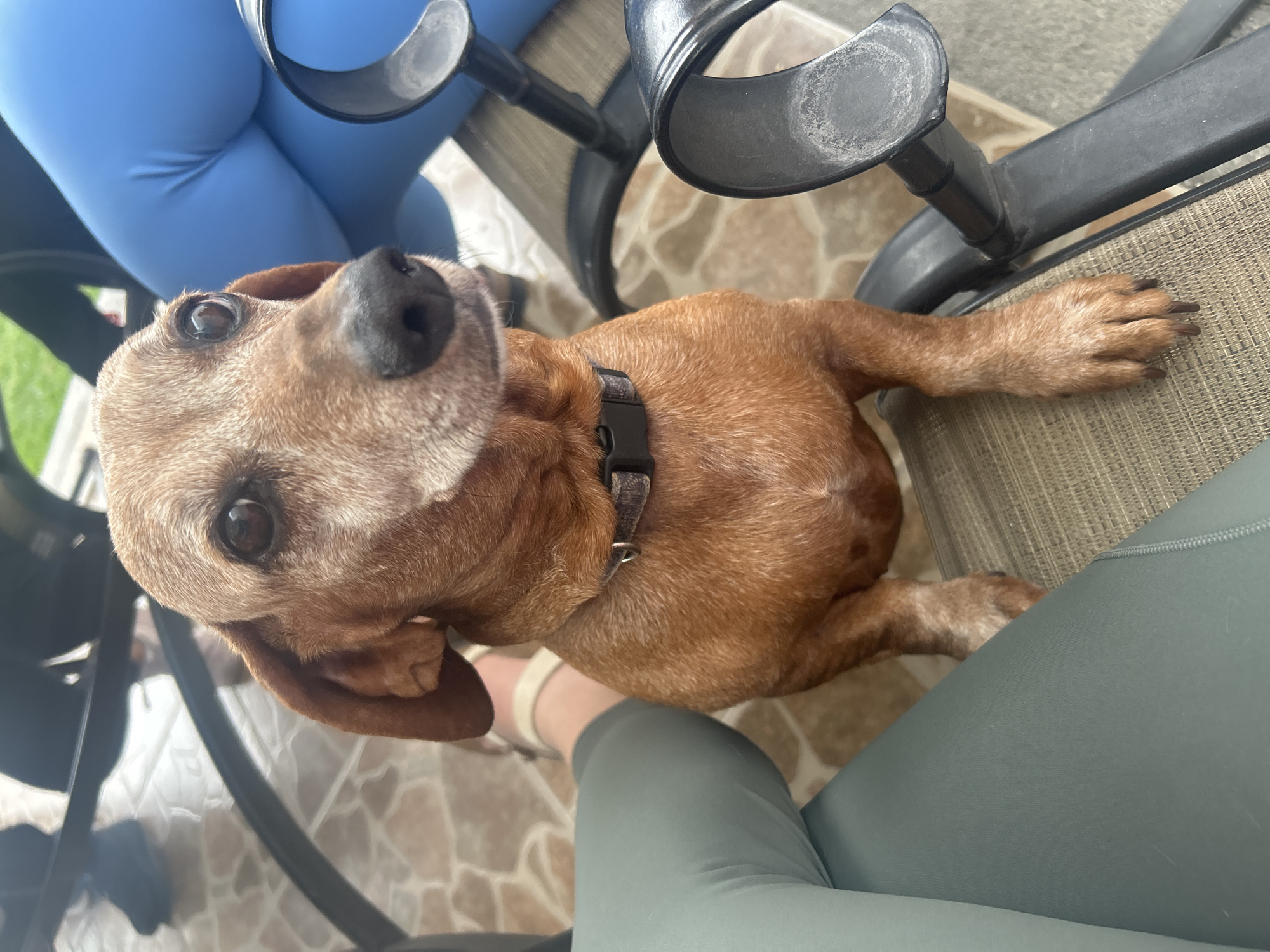 A tan and white short-haired dog sits on the floor between two people seated in chairs, both wearing leggings (one blue, one olive). The dog wears a gray collar with a black buckle. The scene is outdoors on a patio with light tan tile flooring. Metal chair legs are visible. The image does not contain sufficient information to determine the location is Barrio de Nuevo León, Mexico.