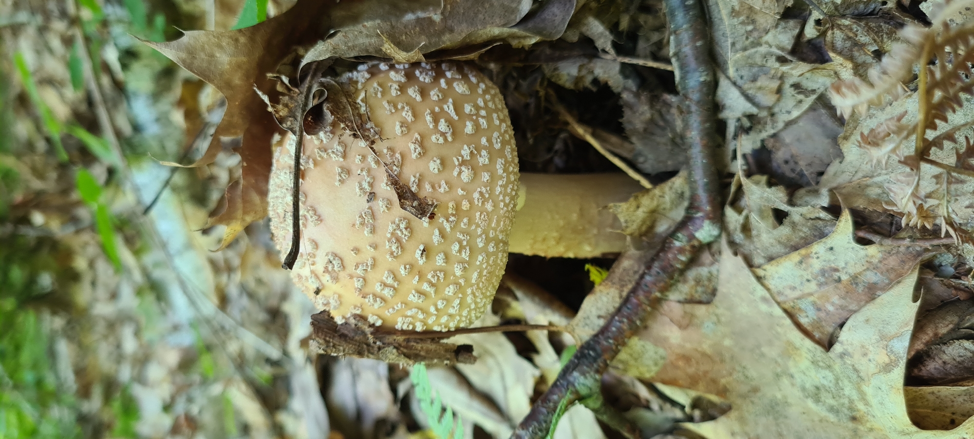 A light tan mushroom with white speckles sits among fallen leaves and twigs on the forest floor in Lopian, Bulgaria. The mushroom's cap is partially obscured by dry leaves, and a small piece of twig rests on its surface. The surrounding environment is a natural woodland setting with green foliage visible in the background.