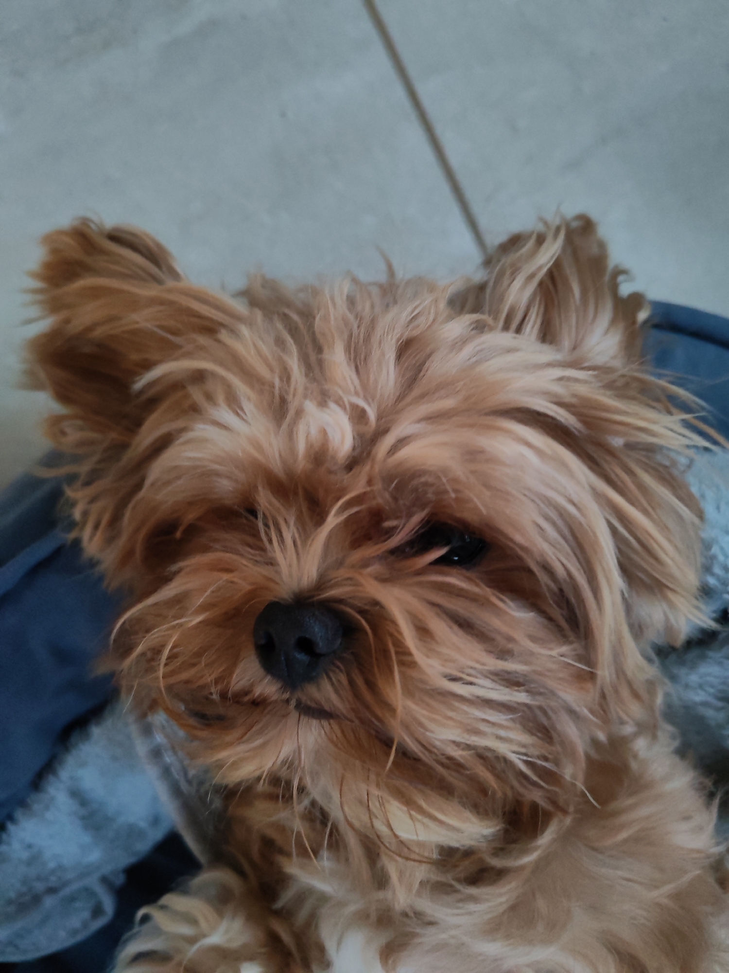 A close-up, overhead shot shows a light brown Yorkshire Terrier dog lying down. The dog's fur is disheveled and appears to be its natural color. Its eyes are partially closed, and its nose is visible. The dog is resting on a blue blanket or cushion. The background is out of focus and appears to be a tiled floor. The image provides no information about the location in Bol'shie Mkhi, Russia.
