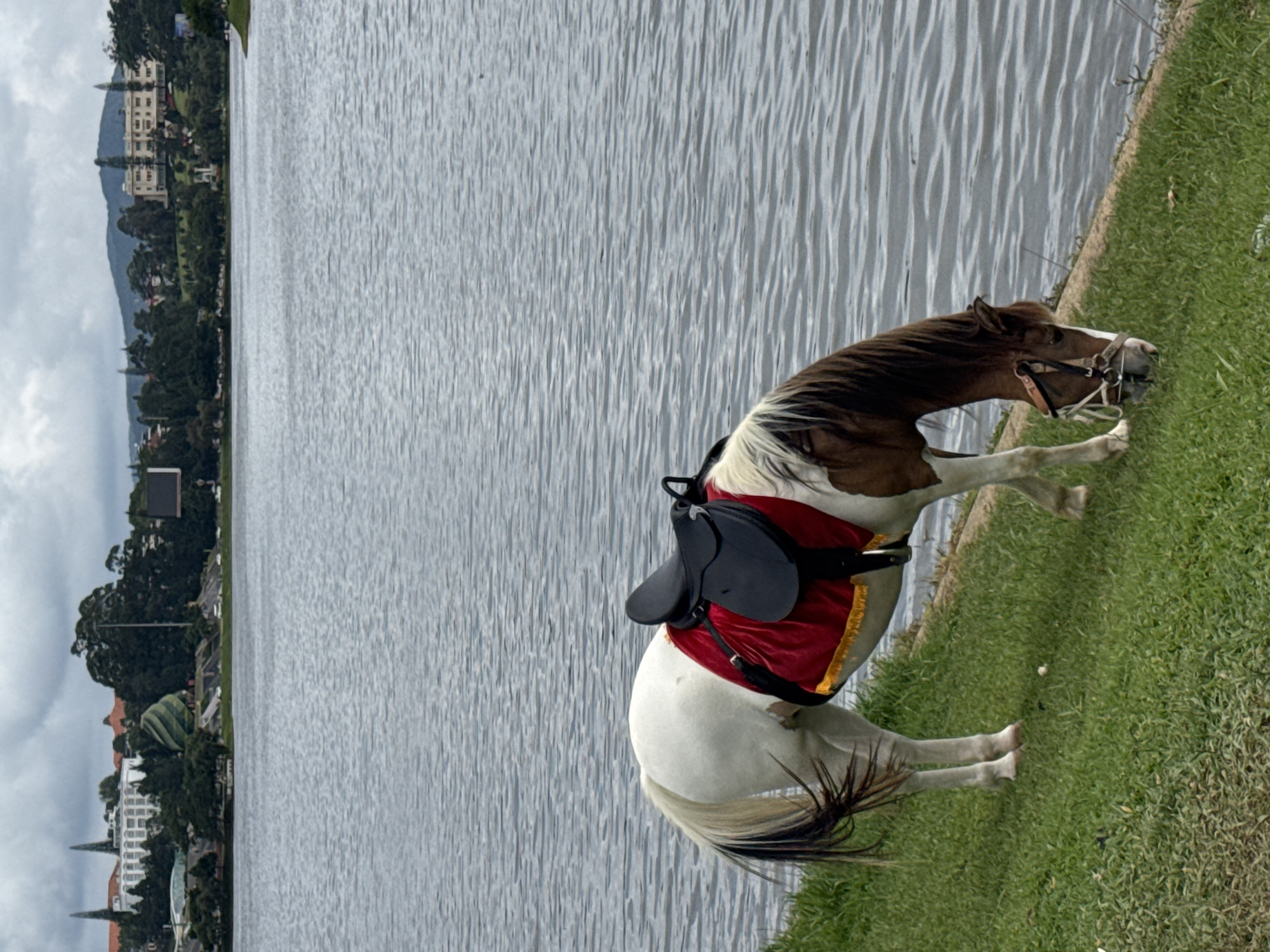 A piebald horse with a red saddle blanket and black saddle grazes on a grassy bank next to a lake. In the background, a city skyline with buildings and trees is visible under a cloudy sky. The horse's head is down, eating grass, and its tail is black and white. The saddle blanket is red with gold trim. The lake's surface is rippled, reflecting the overcast sky. The scene is likely in Xuan Huong Lake, a prominent landmark in Da Lat, Vietnam, known for its equestrian activities and scenic views of the surrounding city and landscape.