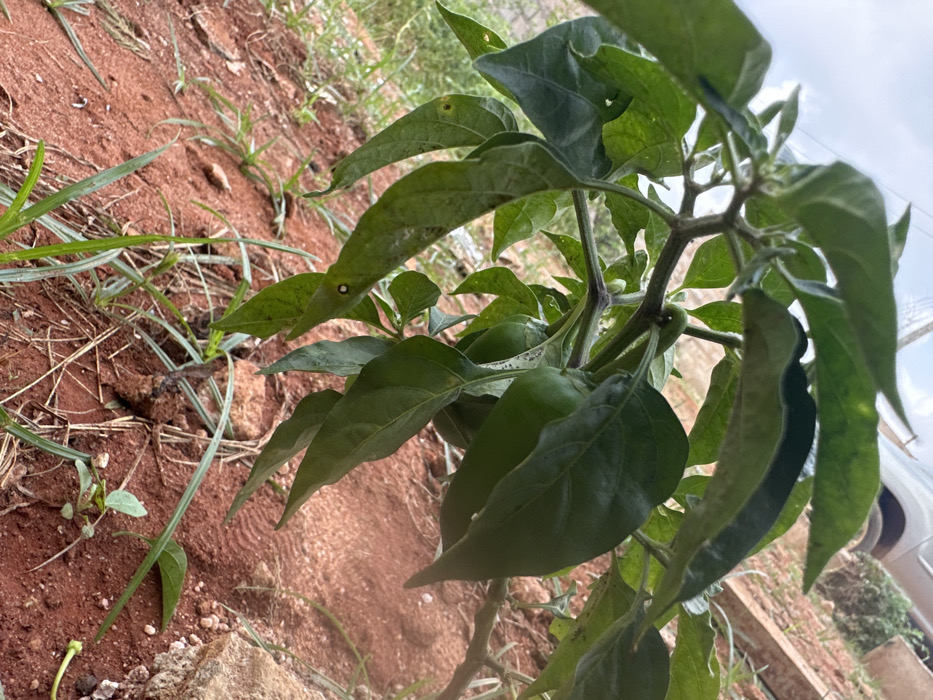 A high-angle, close-up view depicts the upper portion of a leafy green plant, likely a Capsicum species, positioned against a reddish-brown soil background in Ilishan, Nigeria. The plant features multiple dark green, ovate leaves with pointed apices, some exhibiting minor surface discoloration and small, circular perforations. The visible stems are purplish-green and support the leaf structures. The immediate ground cover consists of exposed, disturbed reddish-brown soil with visible striations and sparse, dried light-green grass blades. No individuals or overt actions are present within the scene.