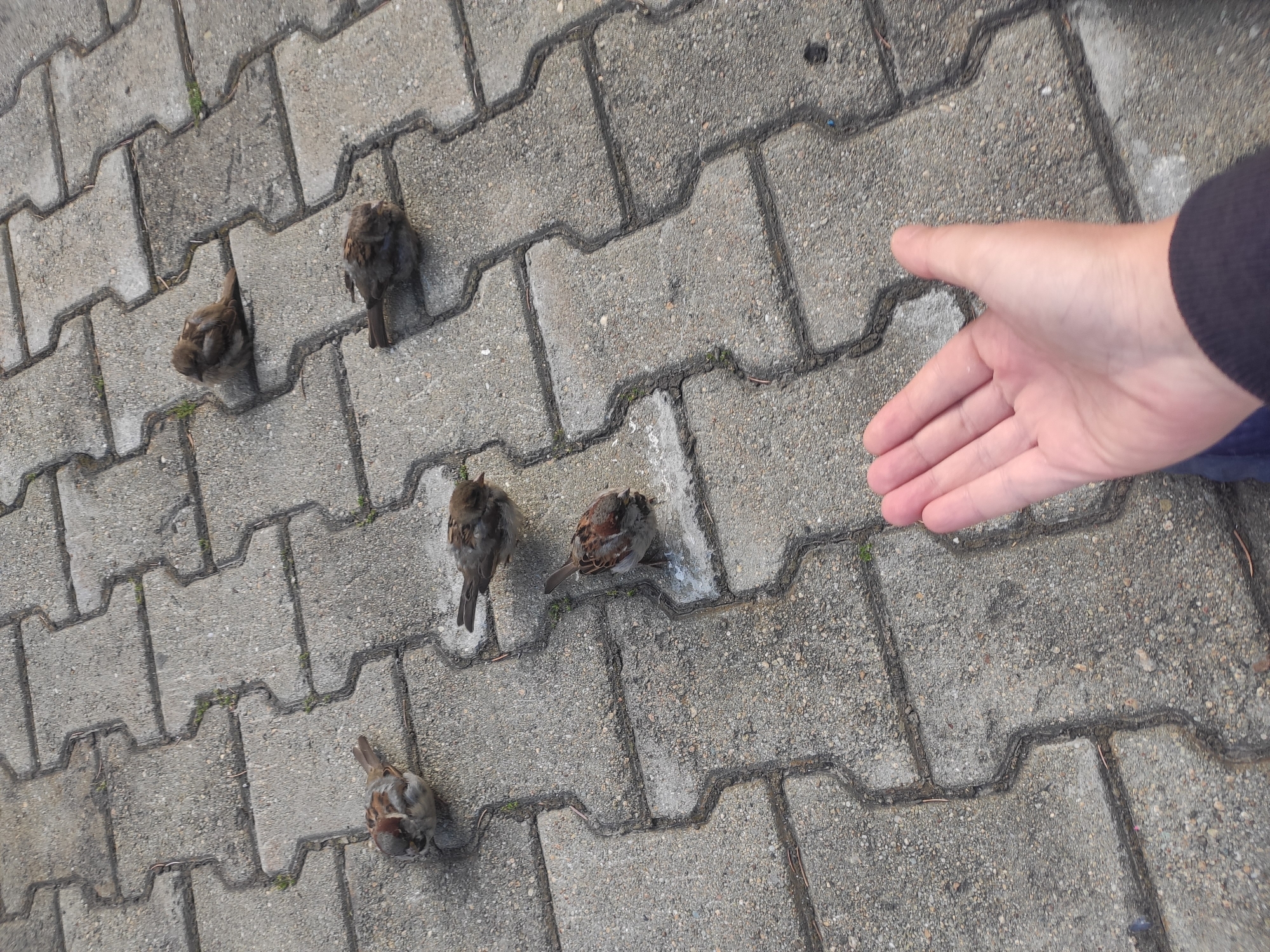A hand is extended into the frame from the bottom right corner. The hand is open, palm up, and appears to be reaching towards a group of sparrows on a paved surface. There are six sparrows visible in the image, scattered across the interlocking concrete pavers. The pavers are gray and have visible dark grout lines. Some small green weeds are growing in the cracks between the pavers. The scene appears to be outdoors, likely in a public space within the city of Yekaterinburg, Russia. The lighting suggests it is daytime, possibly overcast.