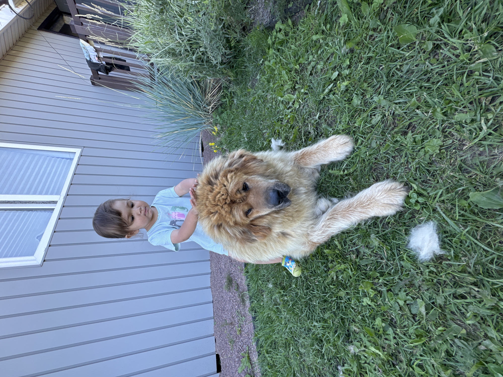 In Kempelevo, Russia, a toddler in a light blue striped t-shirt kneels on a large, fluffy, tan-colored dog in a grassy yard. The dog, which appears to be a Tibetan Mastiff or similar breed, is lying down with its front paws extended. The toddler has their hands on the dog's head. A small pile of shed dog fur is visible on the grass near the dog's front paws. In the background, a grey, vertically paneled house is visible, with a white-trimmed window and a portion of a wooden deck with clothing draped over the railing. Lush green grass and some ornamental grasses and small yellow flowers fill the yard.