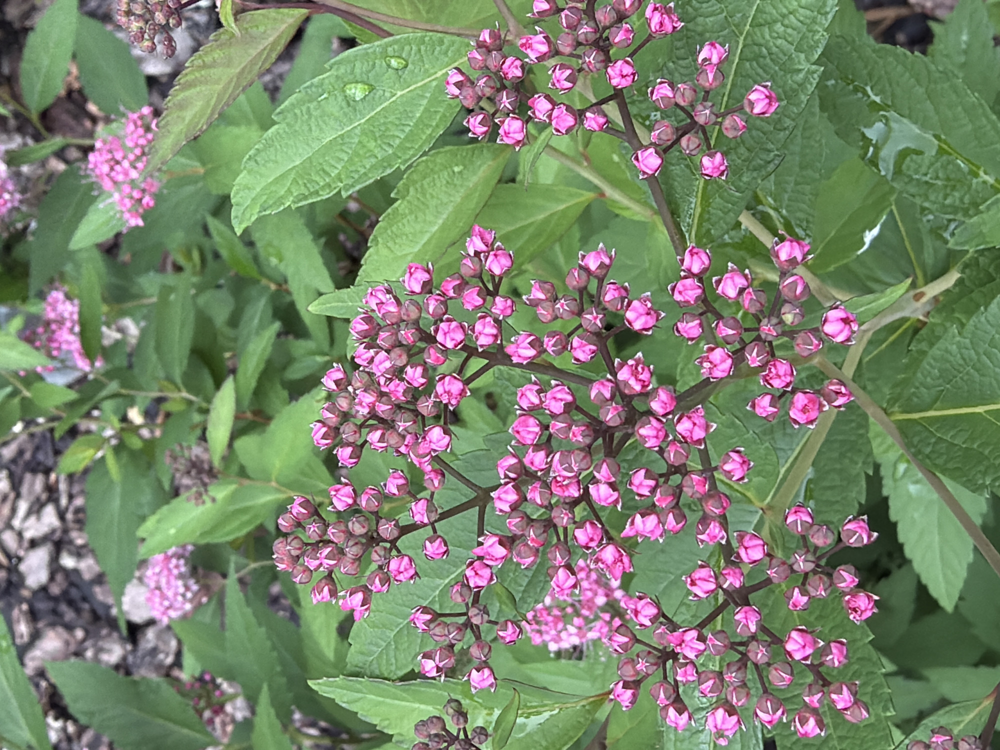 A close-up, slightly overhead shot focuses on a cluster of pink flowers with green leaves in the background. The flowers are small and clustered together on thin, dark stems. Some of the flowers are in bud form, while others are partially open, revealing delicate pink petals. The leaves are broad and a vibrant green, with some appearing wet, possibly from rain. The background is blurred, showing hints of darker foliage and what appears to be mulch or soil. The scene is outdoors, and the lighting suggests it is daytime. No people or structures are visible in the image.