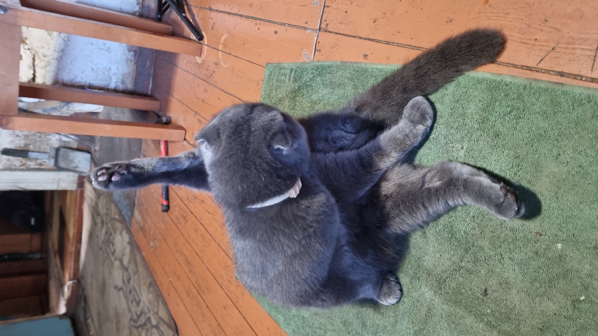 A medium-haired, grey cat is positioned on a green rug, engaged in grooming its hind leg. The cat's body is curled, with its hind leg raised and bent. Its head is turned towards its body, and its eyes are closed. A light-colored collar is visible around its neck. The rug is placed on a wooden floor, which appears worn. In the background, the scene suggests an indoor environment with a doorway leading to another room. Objects like a shovel and a stool are also visible. The overall impression is of a domestic setting, possibly a home in the city of Vysokoe, Russia.
