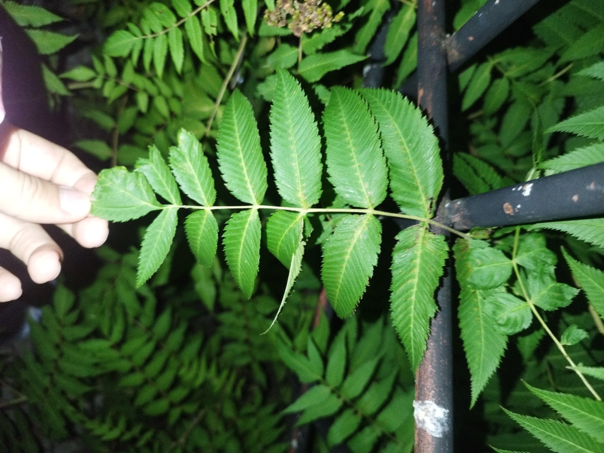 A hand is touching a green leafy plant with serrated edges. The plant has compound leaves with multiple leaflets. The background is dark and out of focus, showing more of the same type of foliage. A black metal bar, possibly part of a fence or railing, is visible on the right side of the image. The lighting suggests it is nighttime or a very dimly lit area. The image was captured in Surgut, Russia.
