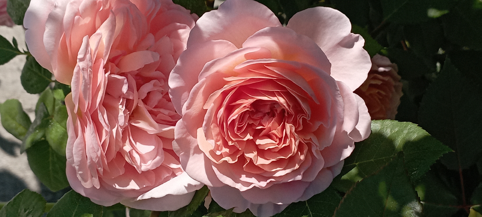 The image shows a close-up of two delicate pink roses in bloom. The rose in the foreground is fully open, displaying a profusion of intricately layered petals in shades of coral and soft pink, with sunlight casting shadows that highlight its depth and texture. Behind it, another rose bud or partially opened bloom is visible, its petals a lighter, more muted pink. Lush green leaves frame the flowers, some catching the sunlight, others receding into shadow. The background is indistinct, suggesting an outdoor garden setting. The photograph appears to have been taken in Radisne, Ukraine.