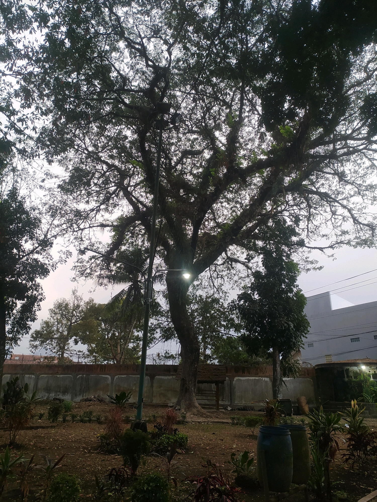 The image depicts a large, old tree with sprawling branches, its silhouette against a hazy sky. The tree is situated in an outdoor area that appears to be a park or garden. Several smaller trees and plants are visible around the base of the large tree. A concrete wall runs along the middle ground of the image, behind which is a building with a tiled roof and a more modern structure with windows. Two large blue barrels are placed in the foreground on the right side of the frame. The overall scene suggests a somewhat overcast day in a semi-urban or park setting. The location is identified as Sokaraja, Indonesia.