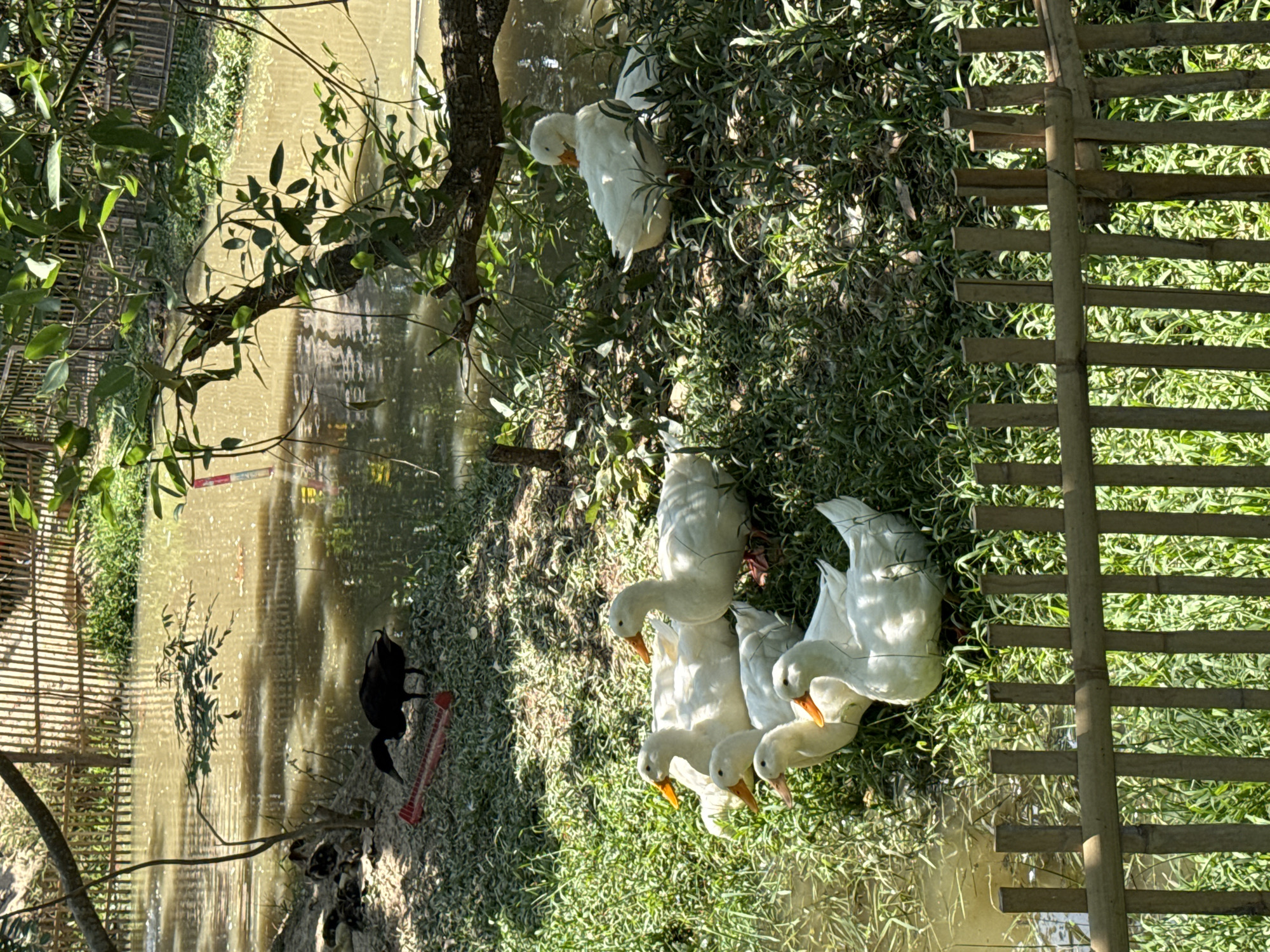 This landscape photograph, captured in Ban Hang Khwae, Thailand, presents a high-angle view of a tranquil waterside scene. The image contains a body of water that occupies the left side, reflecting the overcast sky and surrounding vegetation. Adjacent to the water's edge, a lush patch of green grass hosts a cluster of six white ducks with orange beaks. The ducks appear to be engaging in various activities, such as preening and exploring the waterside. Next to the ducks are two black birds.
To the right of the ducks, a bamboo fence stands partially submerged in the water, hinting at a border or boundary. The vegetation is dense, with shrubs and possibly small trees adding to the natural aesthetic of the area. In the upper portion of the frame, a single white duck is perched on the grassy bank above, near the water. The lighting suggests a daytime setting, with natural light casting shadows on the terrain and creatures.