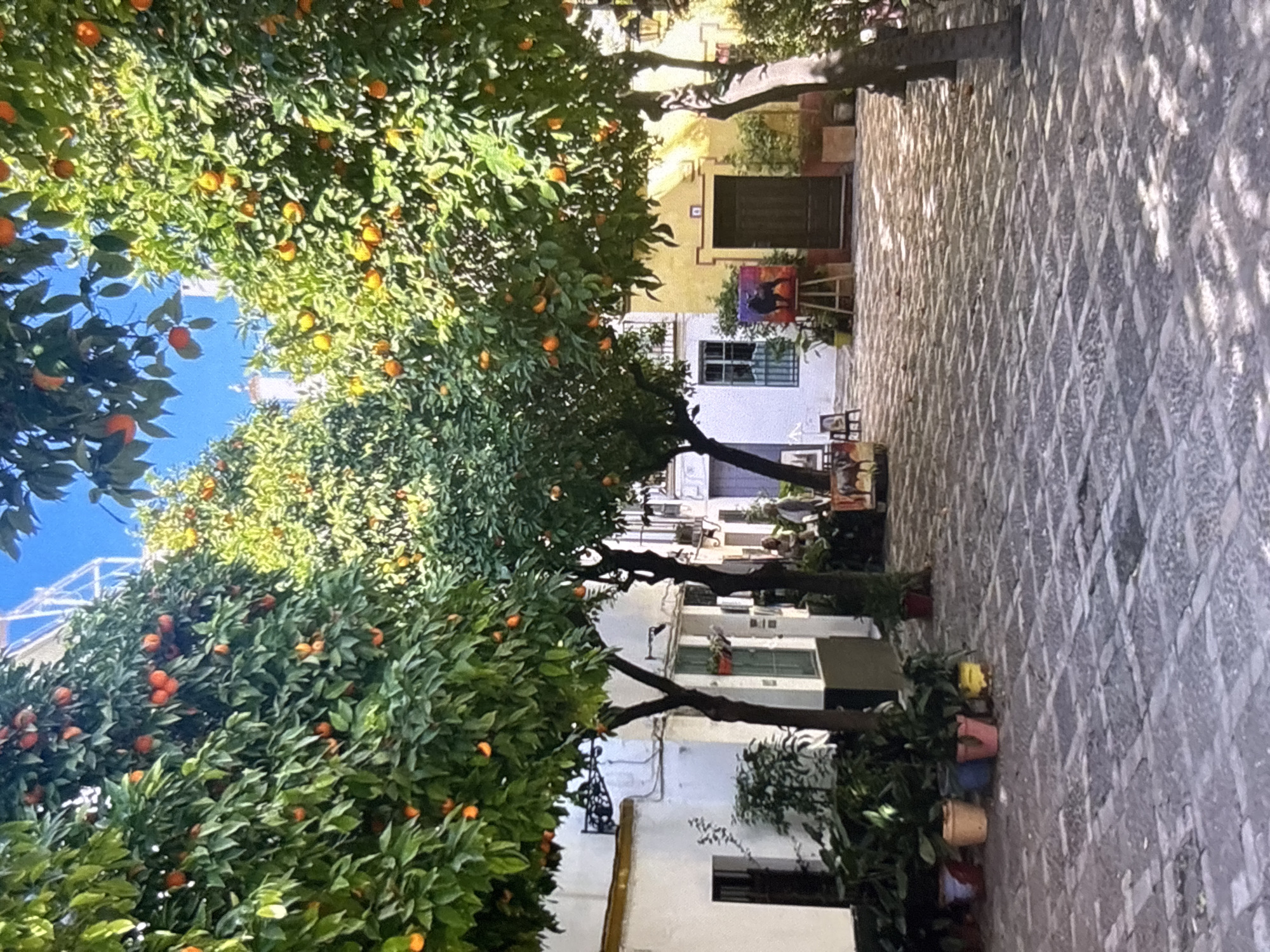 The image depicts a sun-dappled courtyard in the city of Orihuela, Spain, featuring several mature orange trees laden with ripe fruit. The trees are centrally located, with their branches extending towards the viewer, partially obscuring the clear blue sky. The ground is paved with cobblestones arranged in a rectangular pattern, with dappled shadows cast by the trees.
To the left, a white building with a dark-trimmed window and a black door is visible, with potted plants in various colors lining its base. Further into the background, another building with yellow walls and a dark wooden door can be seen.
In the foreground, to the left, a collection of potted plants are arranged, some appearing to be orange trees. In the middle ground, a small group of people are gathered, one of whom appears to be an artist with a canvas on an easel. There are also some artistic displays and paintings set up around the courtyard. The overall impression is one of a vibrant and peaceful urban space.