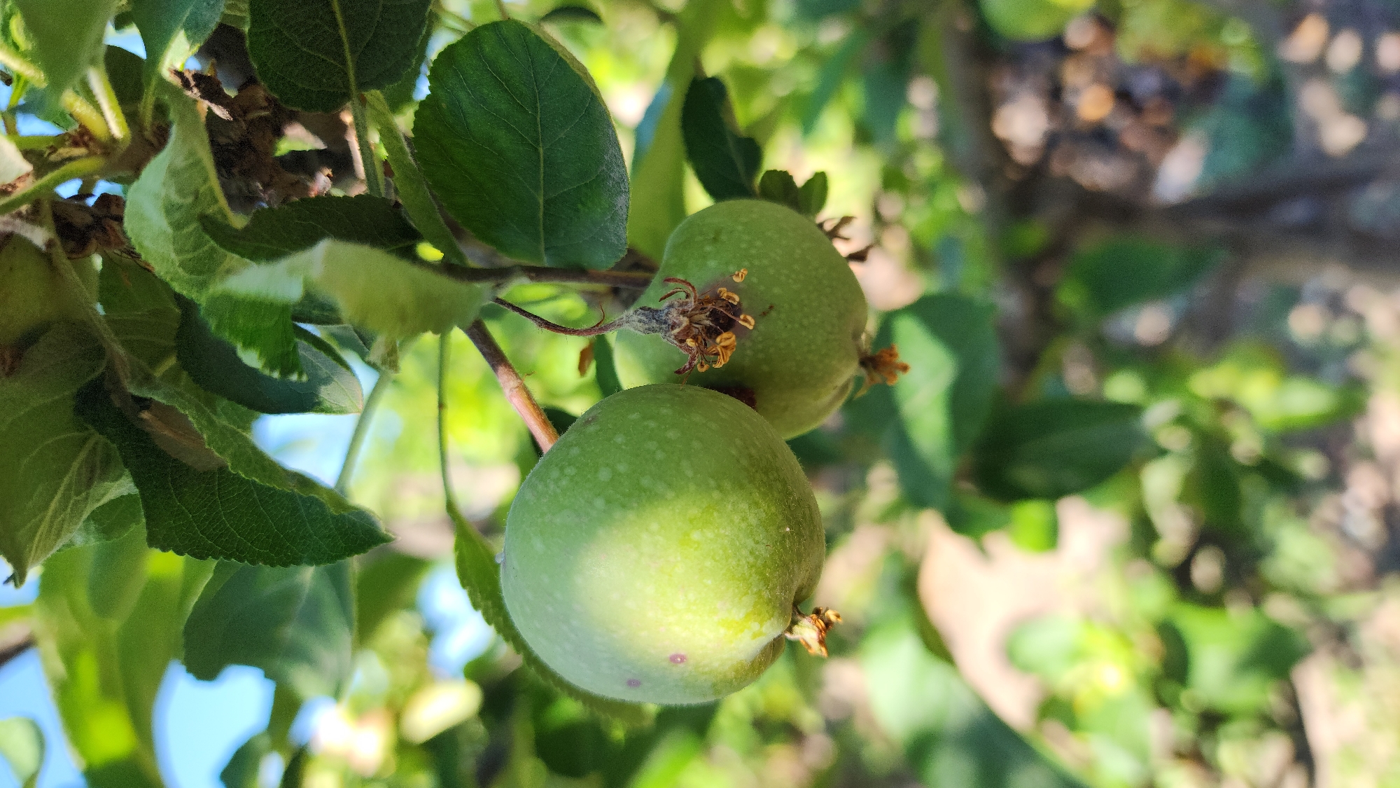Two unripe green apples hang from a branch of an apple tree. The apples are round and have a smooth surface with a few small reddish spots. The apple on the left is larger and more in focus, while the apple on the right is slightly smaller and partially obscured by leaves. Both apples have remnants of their blossoms still attached. The tree has green leaves and the background is blurred, showing more foliage and hints of sunlight. The scene is set in Azatavan, Armenia.