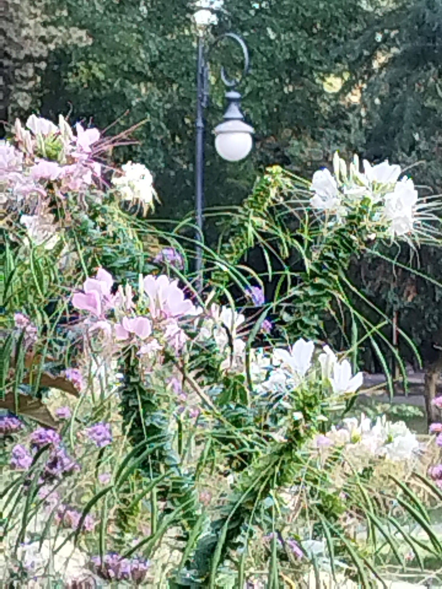 This is a close-up, eye-level shot of pink and white flowers in bloom, with long green stems and leaves. In the background, a traditional-style lamppost with a white globe light is visible, set against a backdrop of lush green trees. The image is likely taken in a park or garden setting, possibly in Bucharest, Romania, given the presence of mature trees and a public lamppost, though no specific landmarks are identifiable. There are no people or animals in the frame, and no action is depicted. The lighting suggests it is daytime, with some sunlight filtering through the leaves. The focus is sharp on the flowers, while the background is softly blurred.