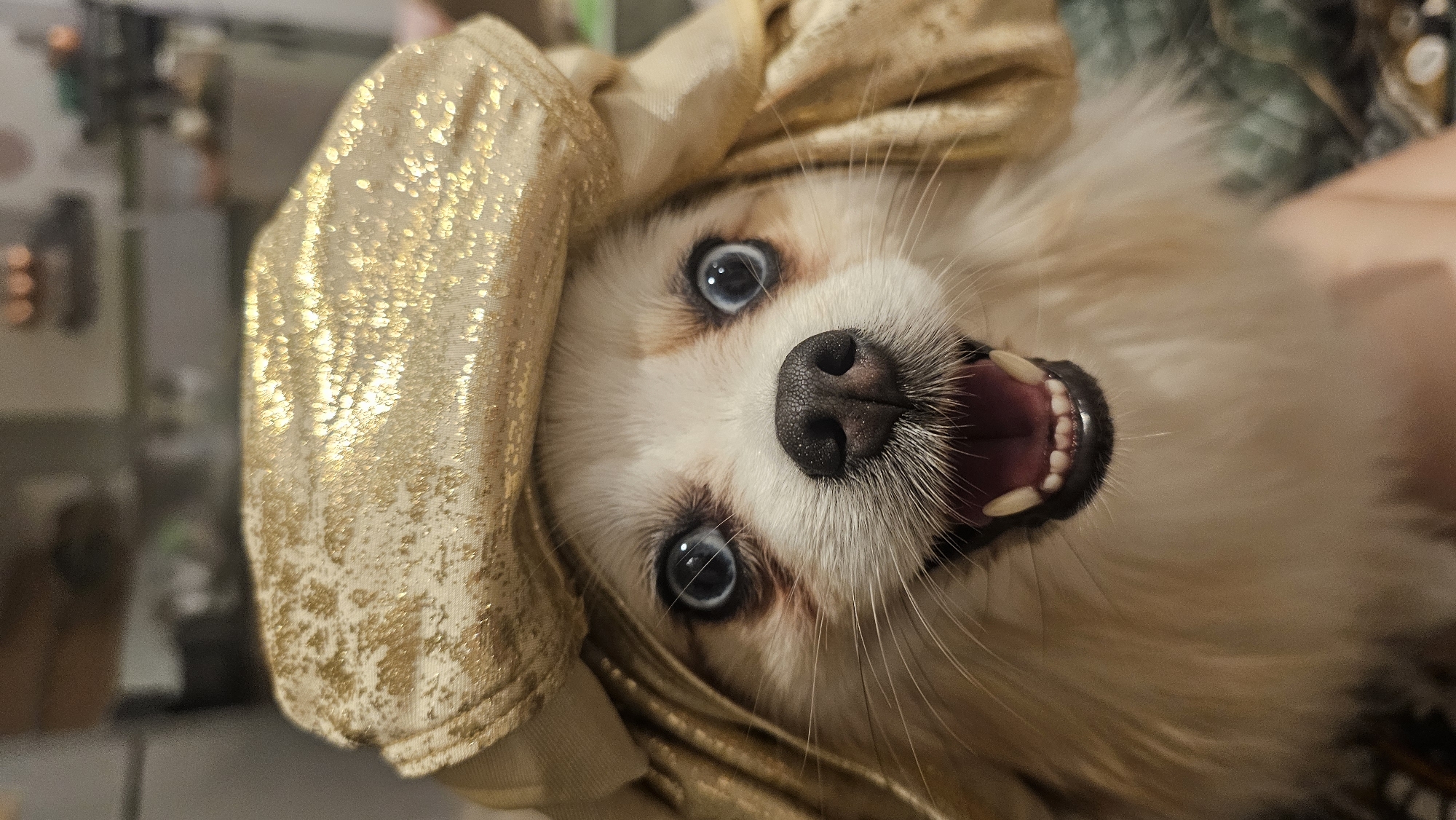 A close-up, eye-level, indoor shot captures a small, fluffy dog wearing a golden, metallic-looking hat and matching fabric draped around its head. The dog has white and tan fur, wide blue eyes, a black nose, and its mouth is open, revealing small white teeth. The background is blurred and appears to be a domestic setting, with hints of furniture and possibly lights. There is no discernible information about the location in Ko Samui District, Thailand.